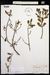 Image of Phoradendron serotinum