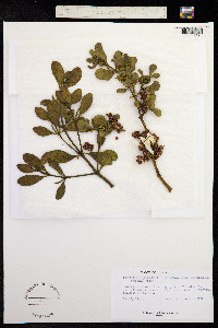 Phoradendron serotinum image