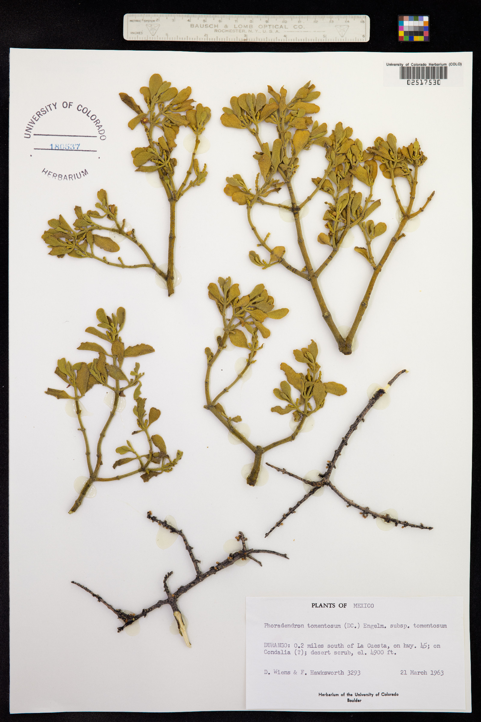 Phoradendron serotinum ssp. tomentosum image