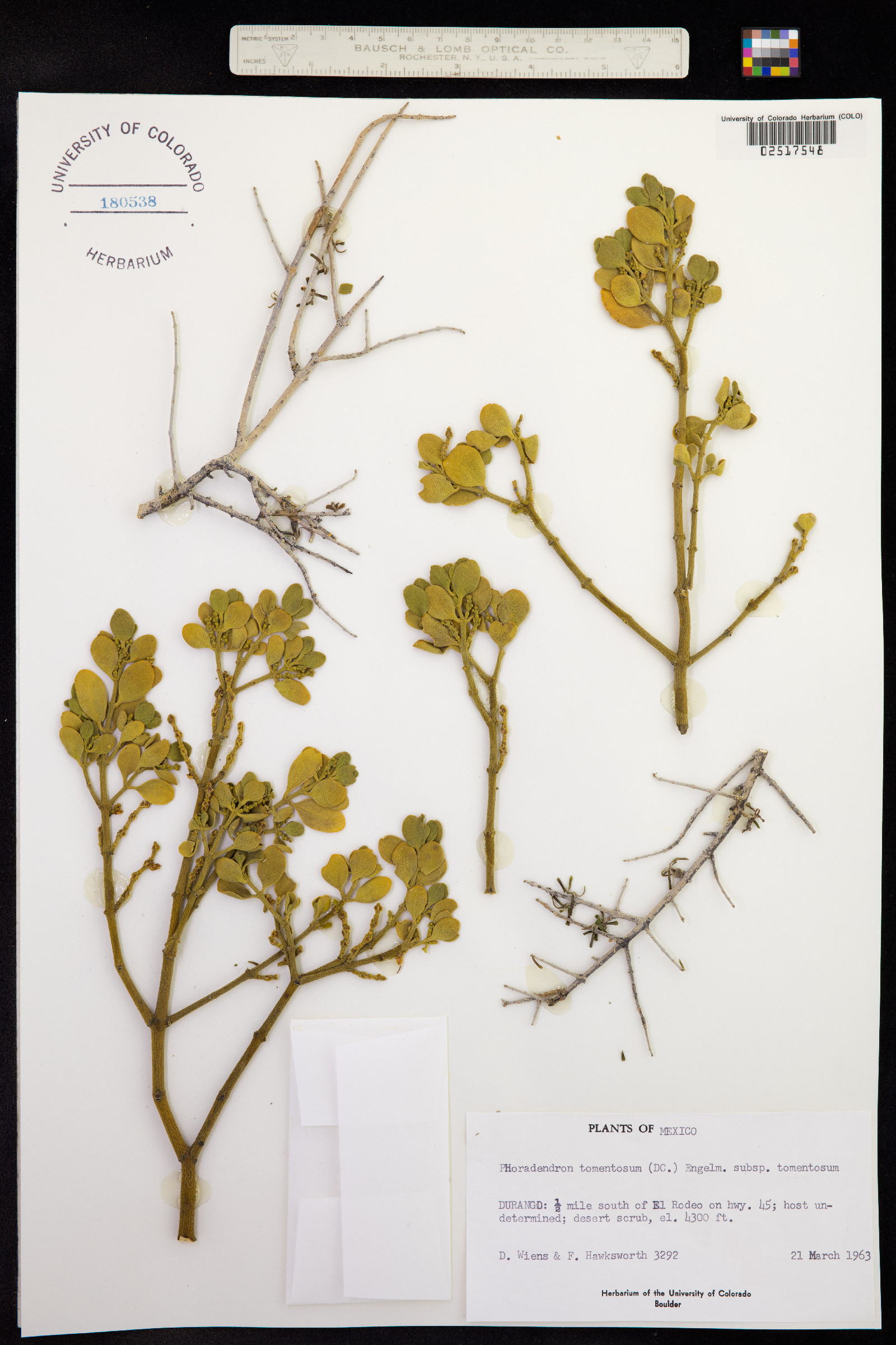 Phoradendron image