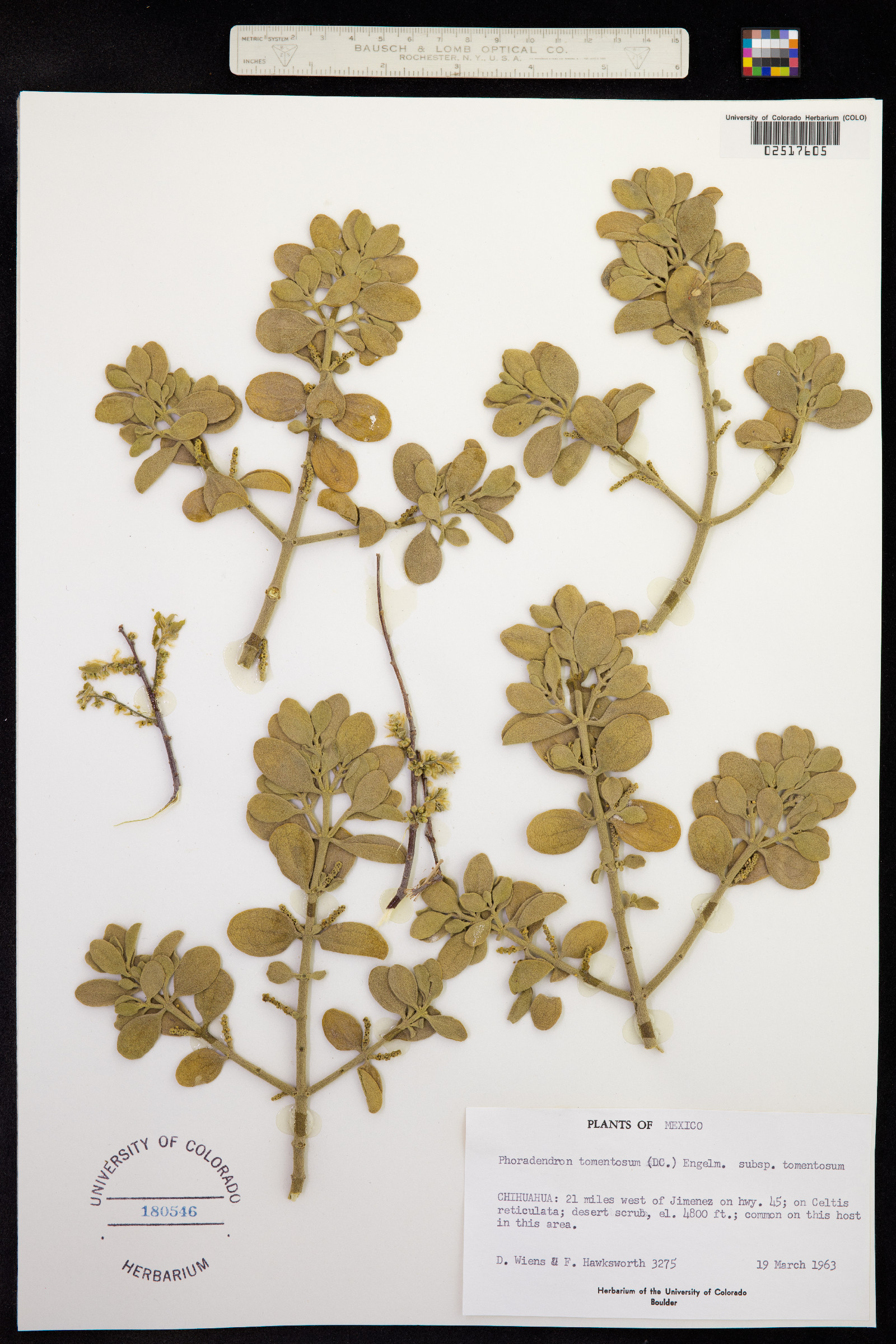 Phoradendron serotinum ssp. tomentosum image