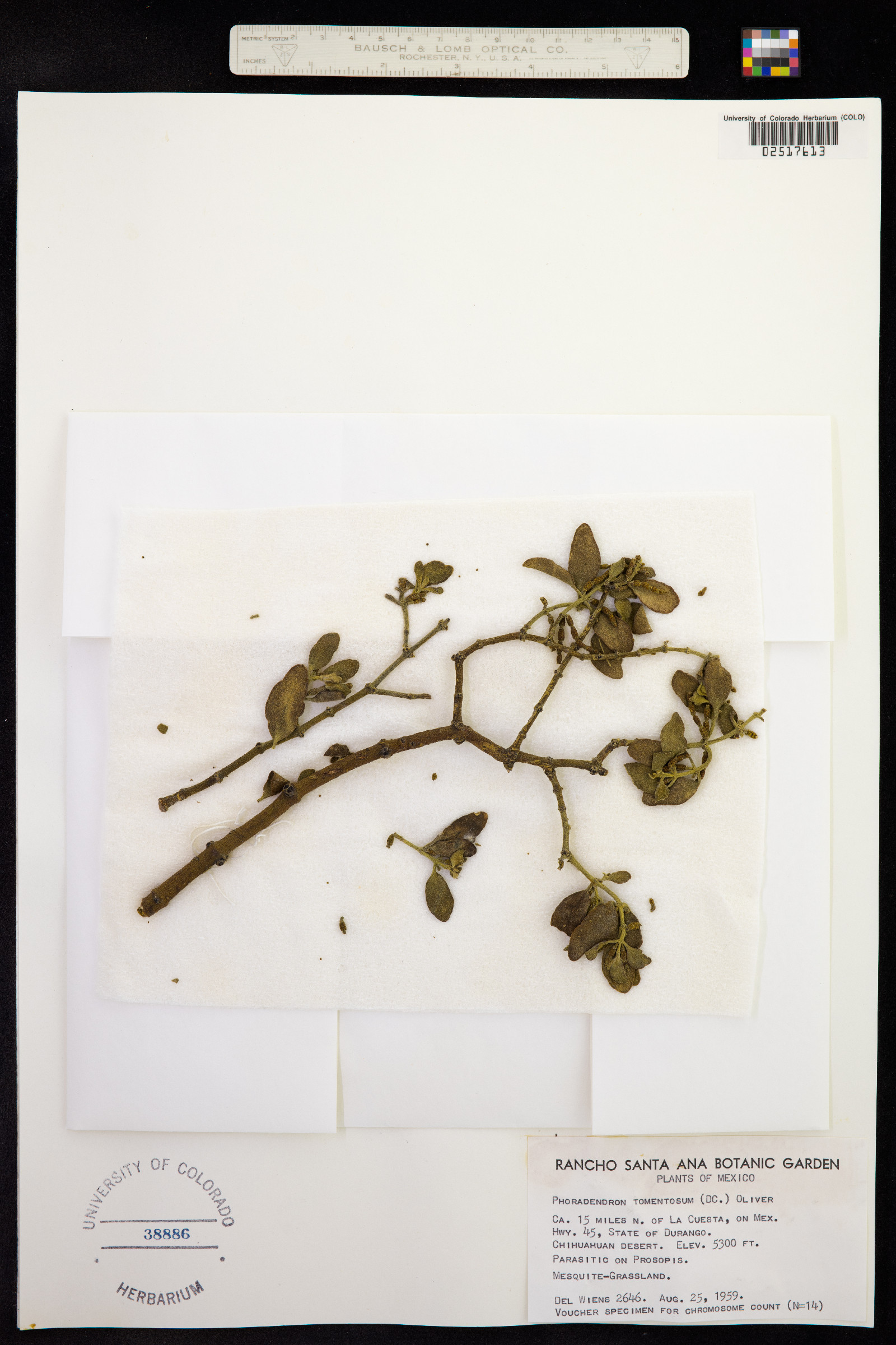 Phoradendron serotinum ssp. tomentosum image