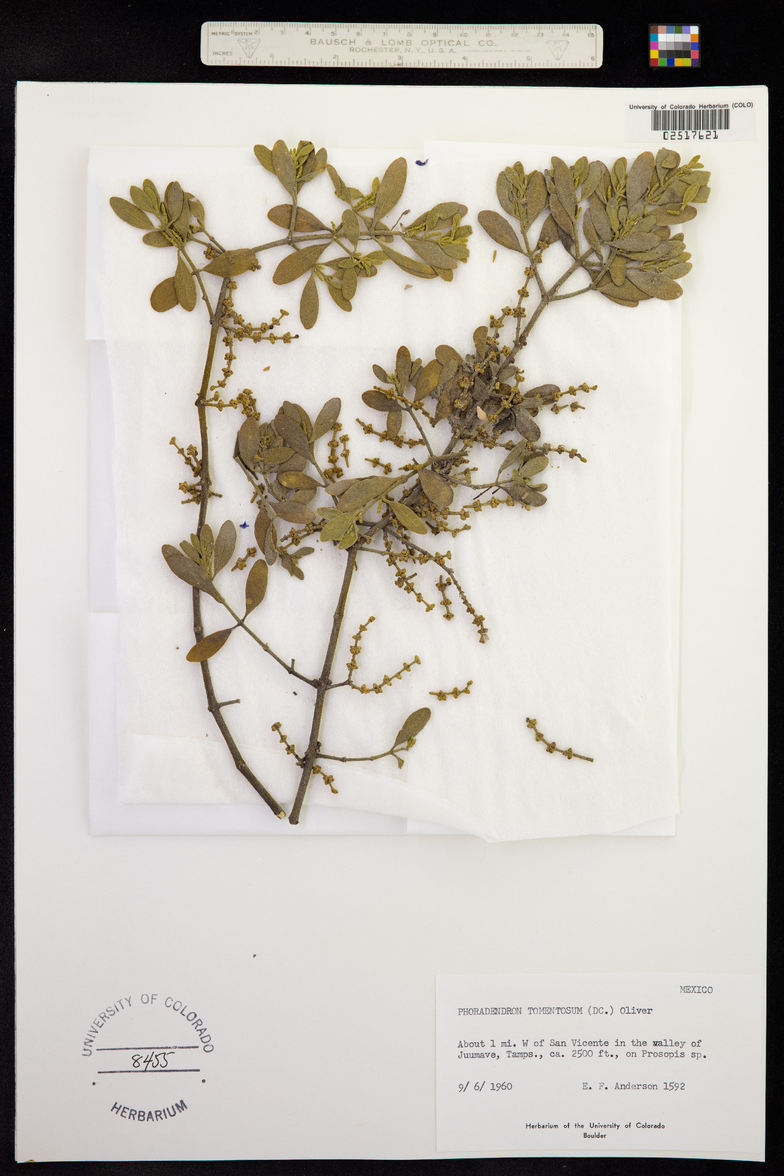 Phoradendron serotinum ssp. tomentosum image