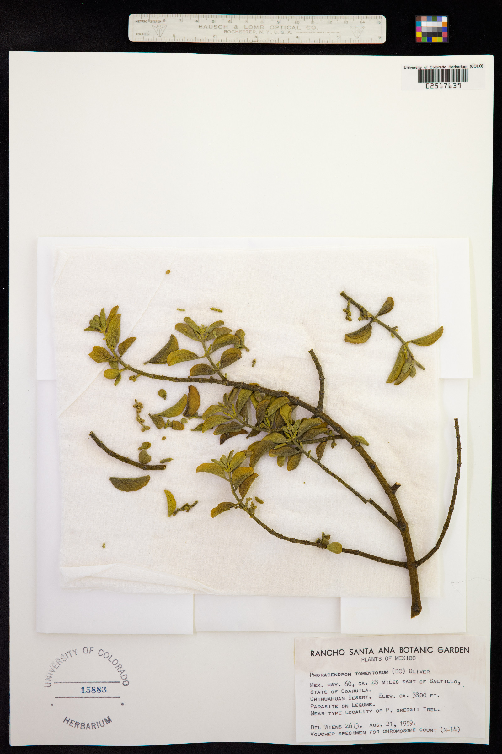 Phoradendron serotinum ssp. tomentosum image