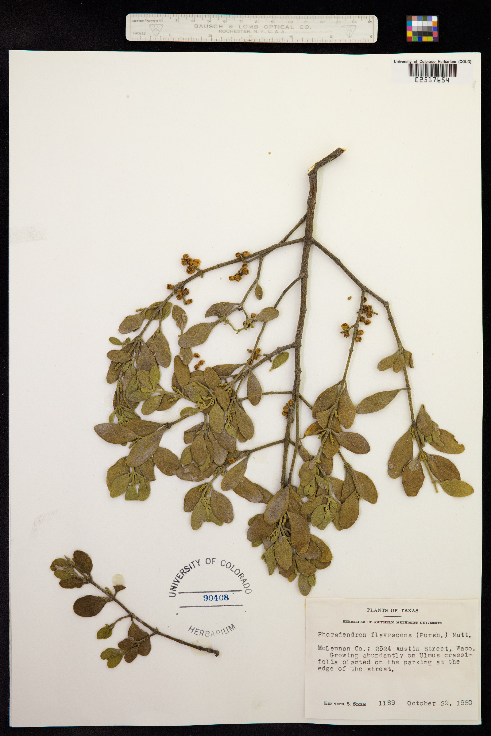 Phoradendron serotinum ssp. tomentosum image