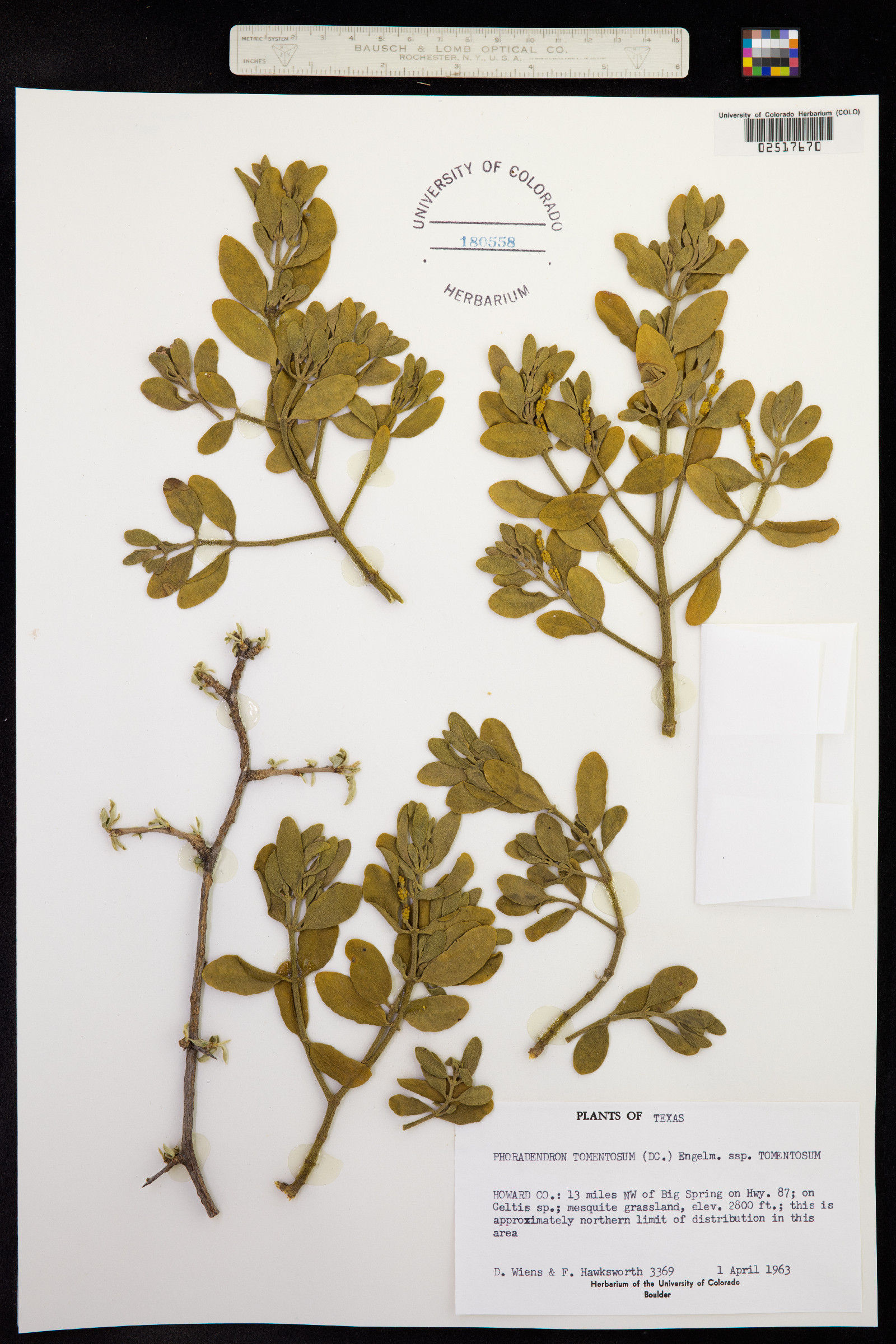 Phoradendron serotinum ssp. tomentosum image