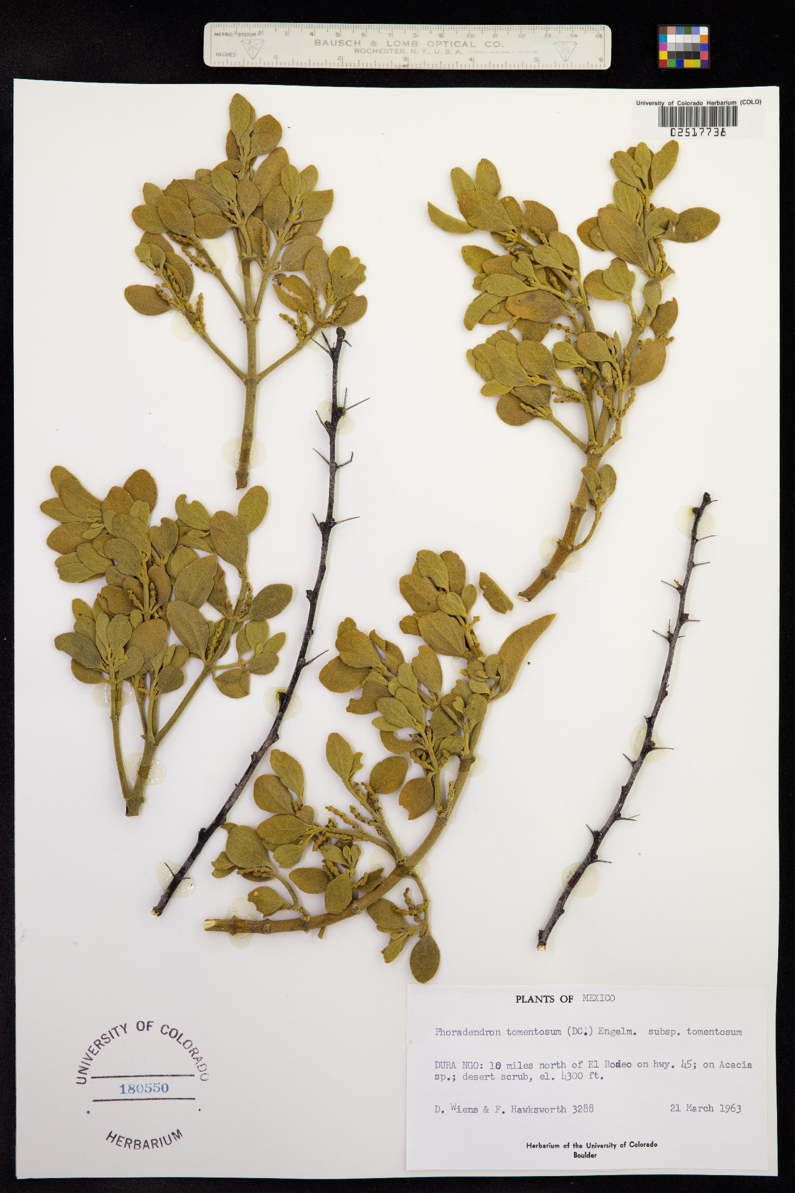 Phoradendron serotinum ssp. tomentosum image