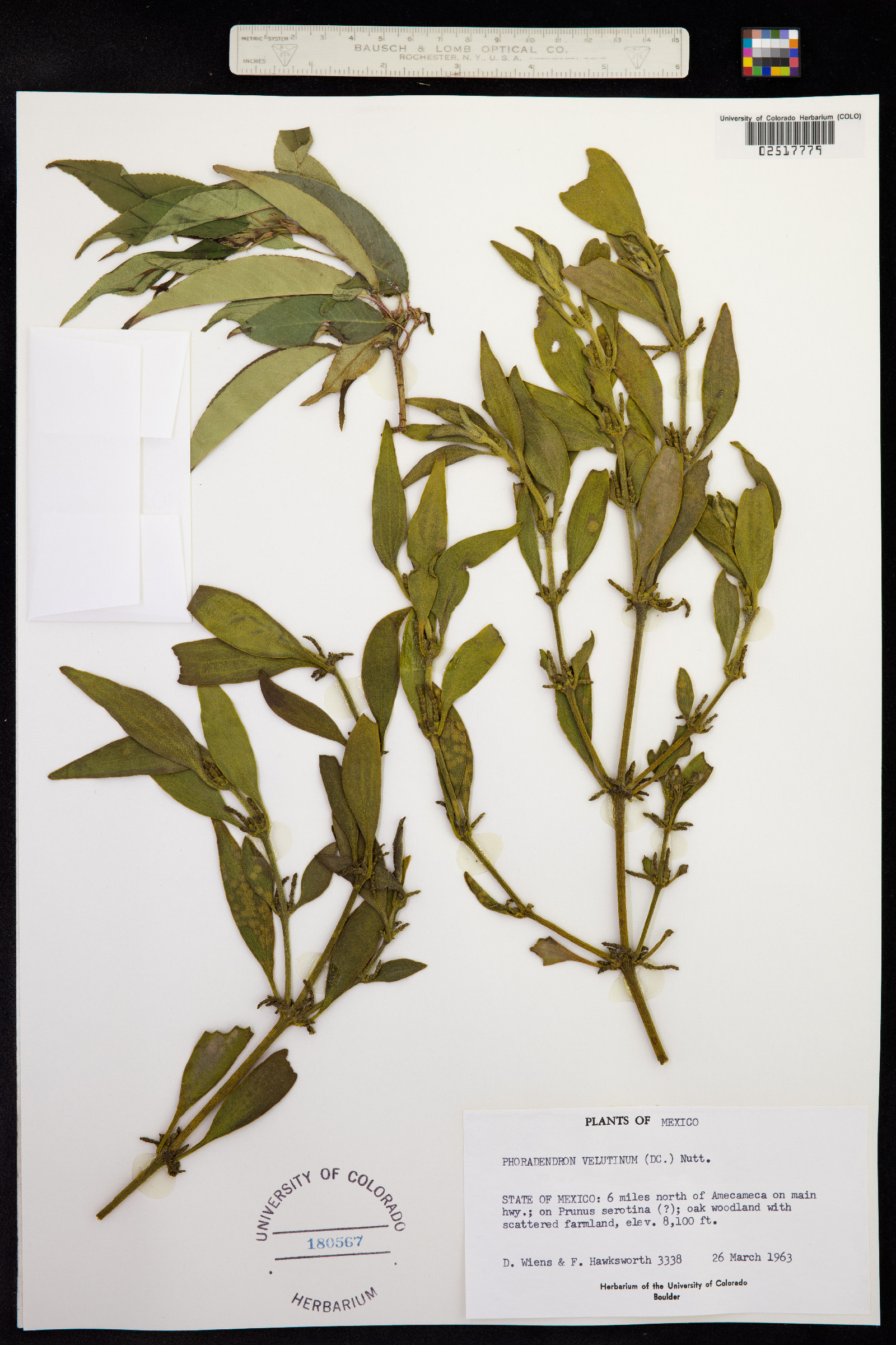 Phoradendron velutinum image