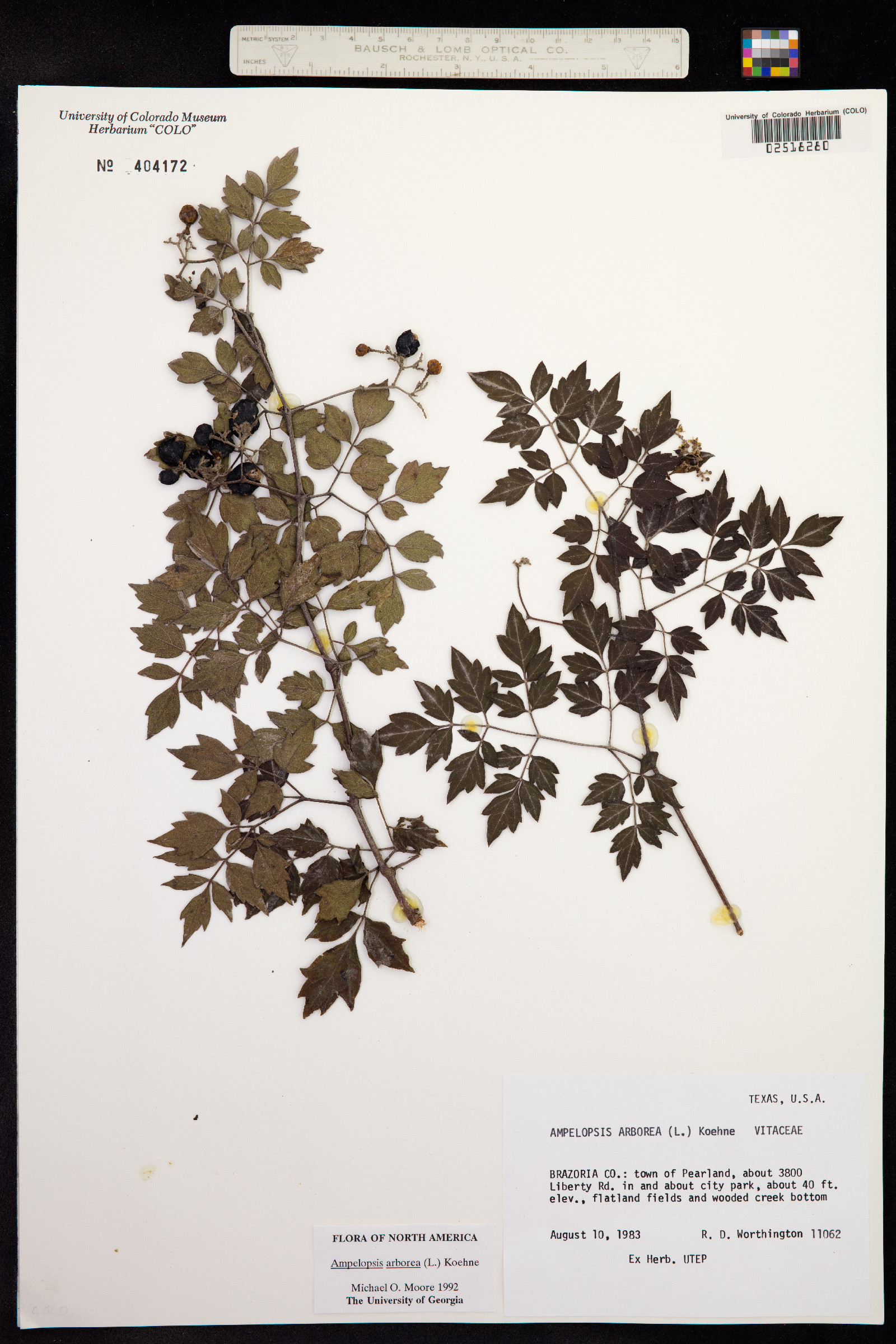 Ampelopsis arborea image