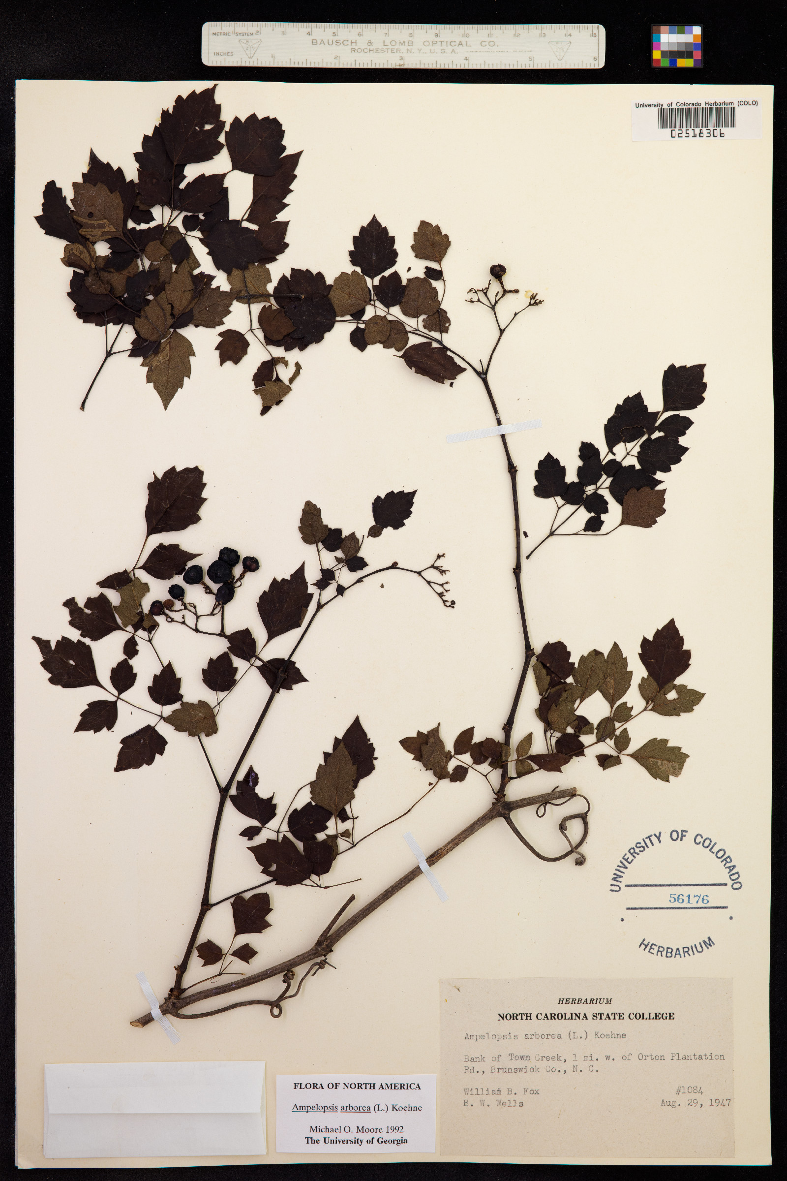 Ampelopsis arborea image