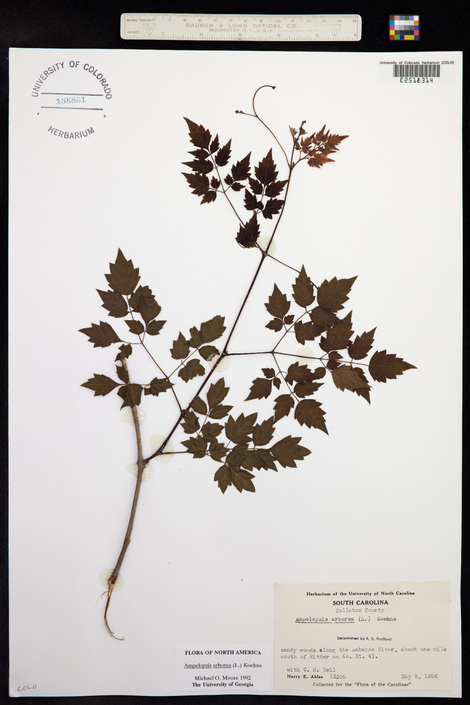 Ampelopsis arborea image
