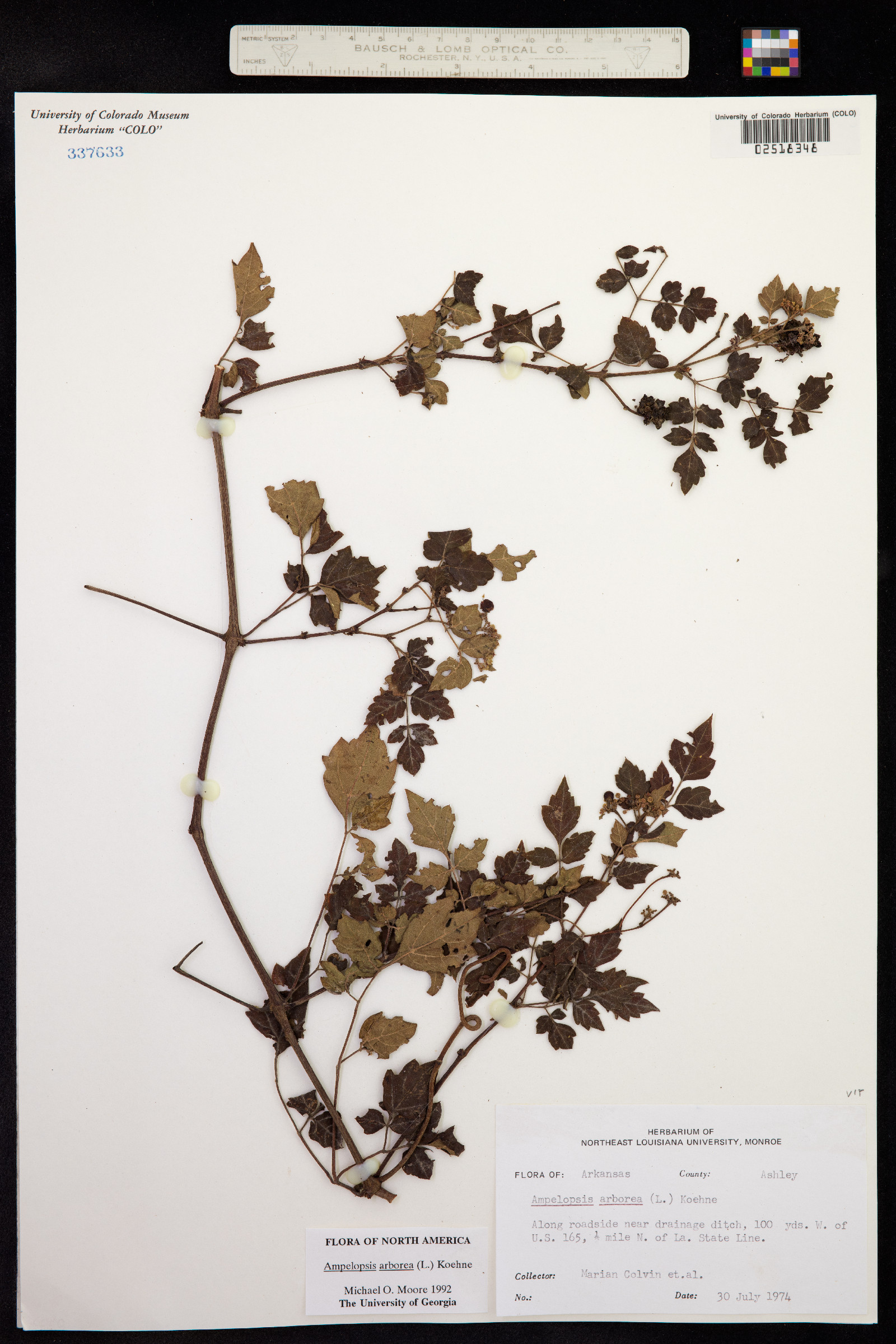 Ampelopsis arborea image