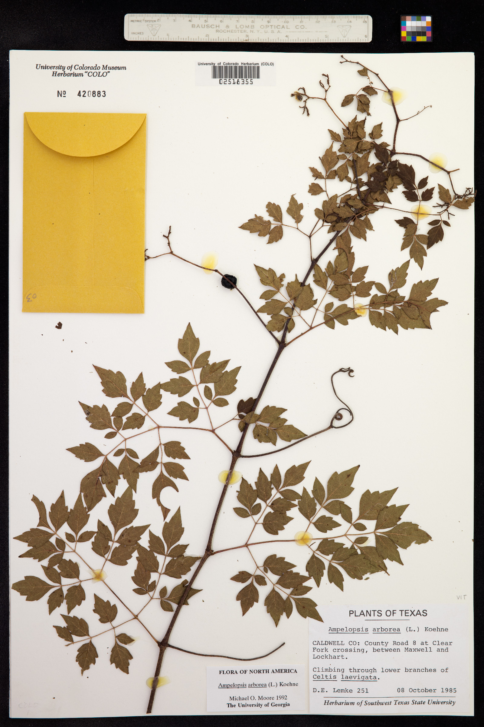 Ampelopsis arborea image