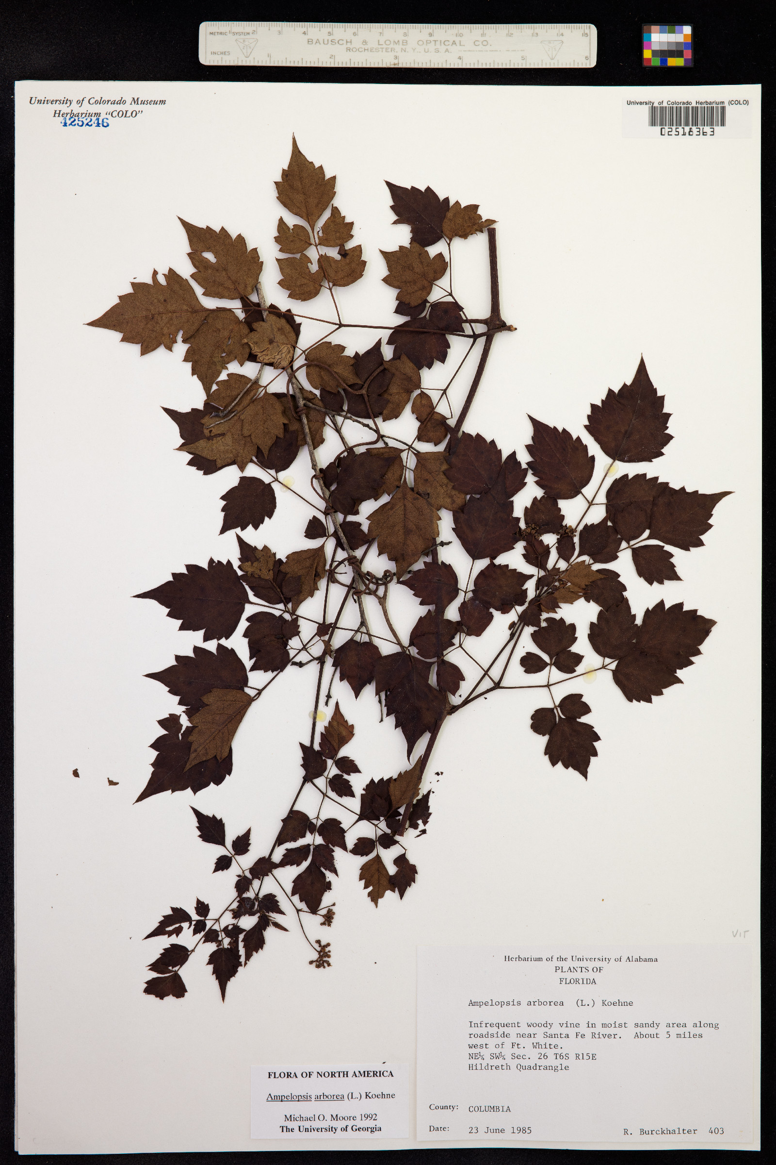 Ampelopsis arborea image