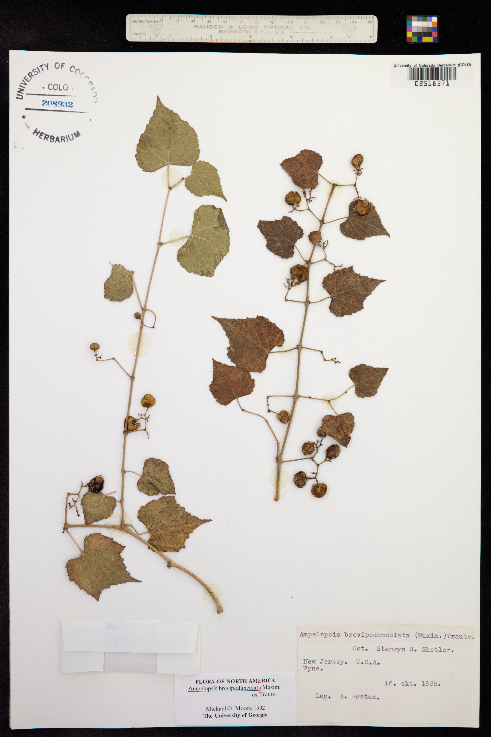 Ampelopsis brevipedunculata image