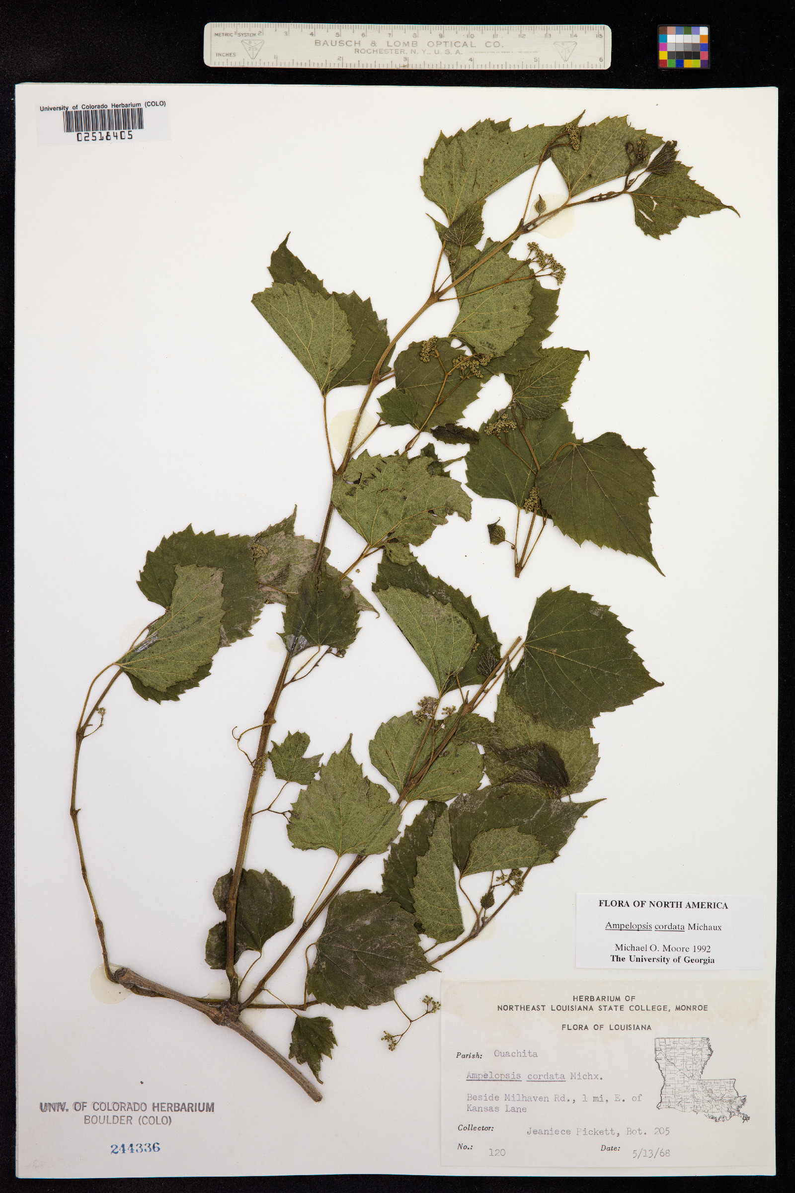 Ampelopsis cordata image