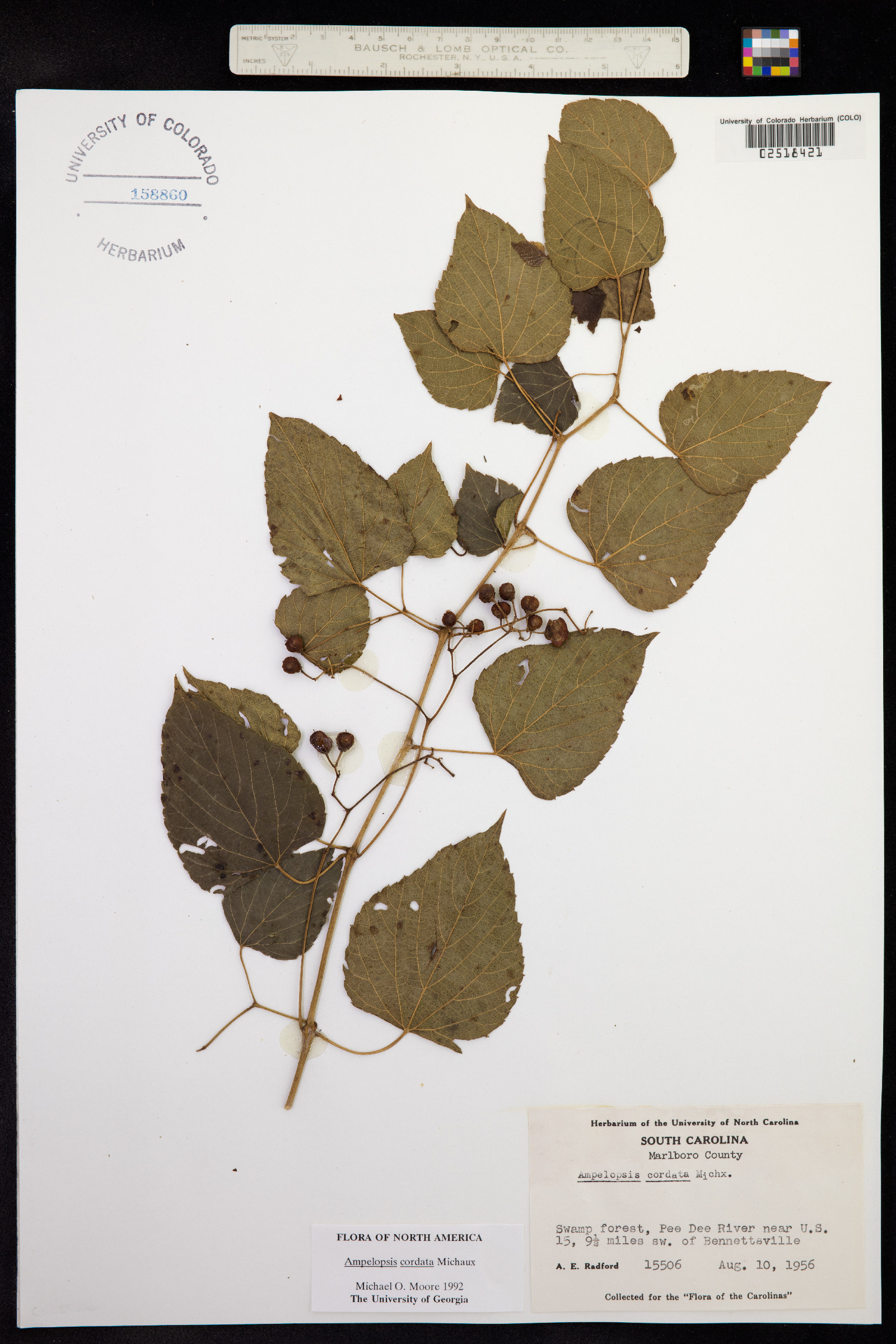 Ampelopsis cordata image