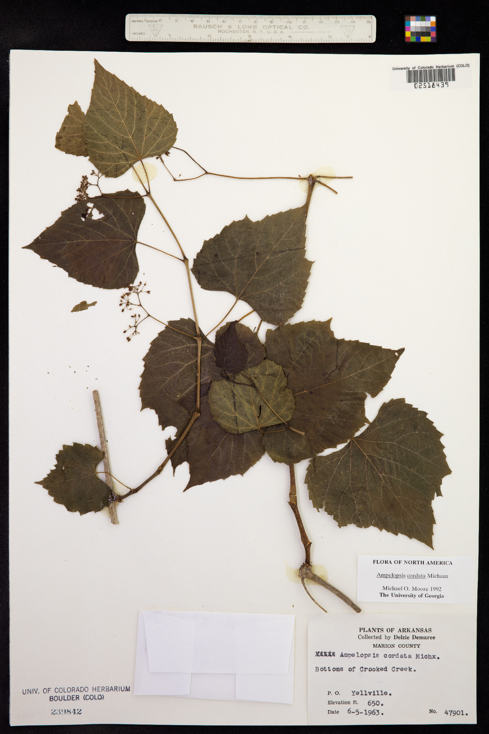 Ampelopsis cordata image