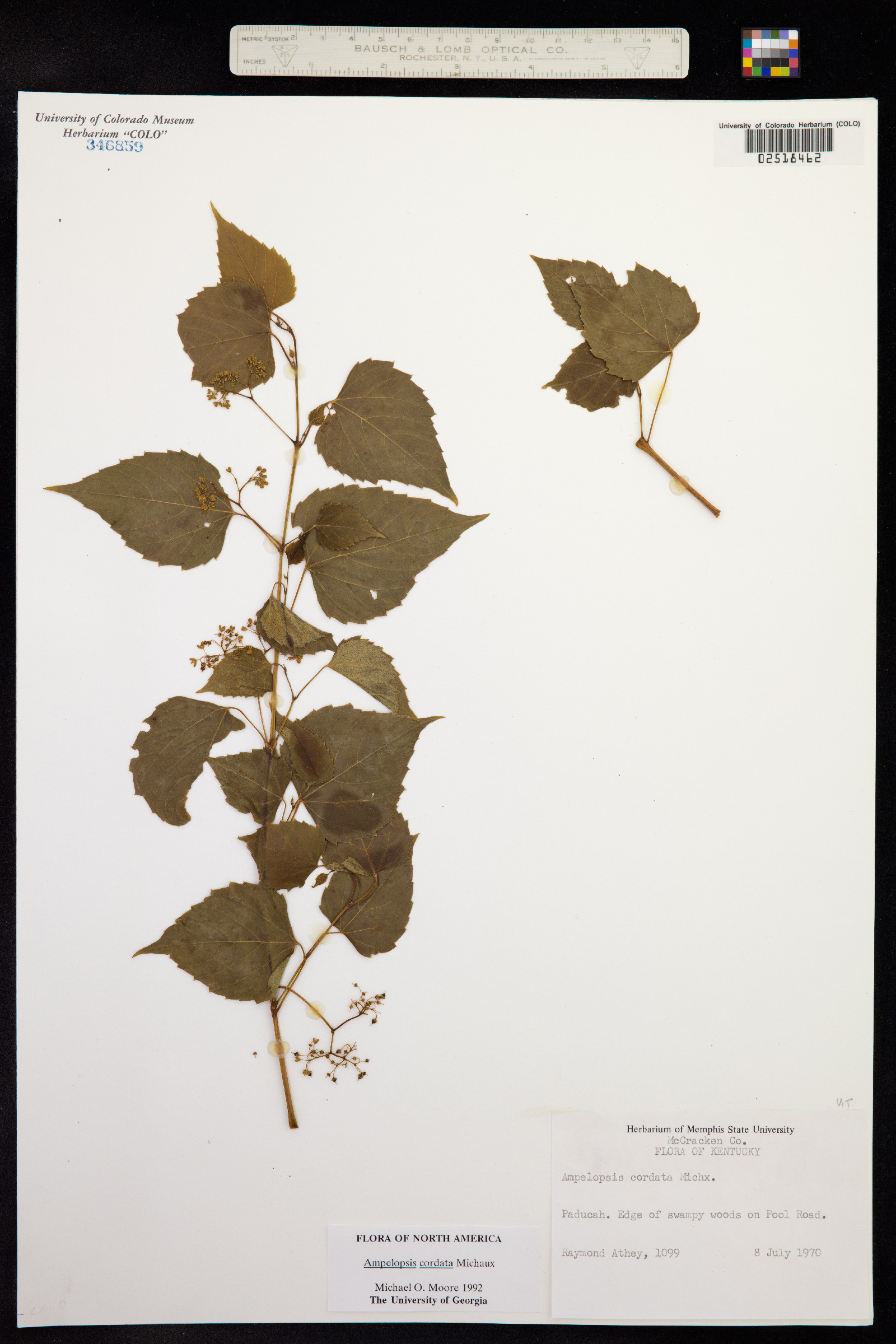 Ampelopsis cordata image