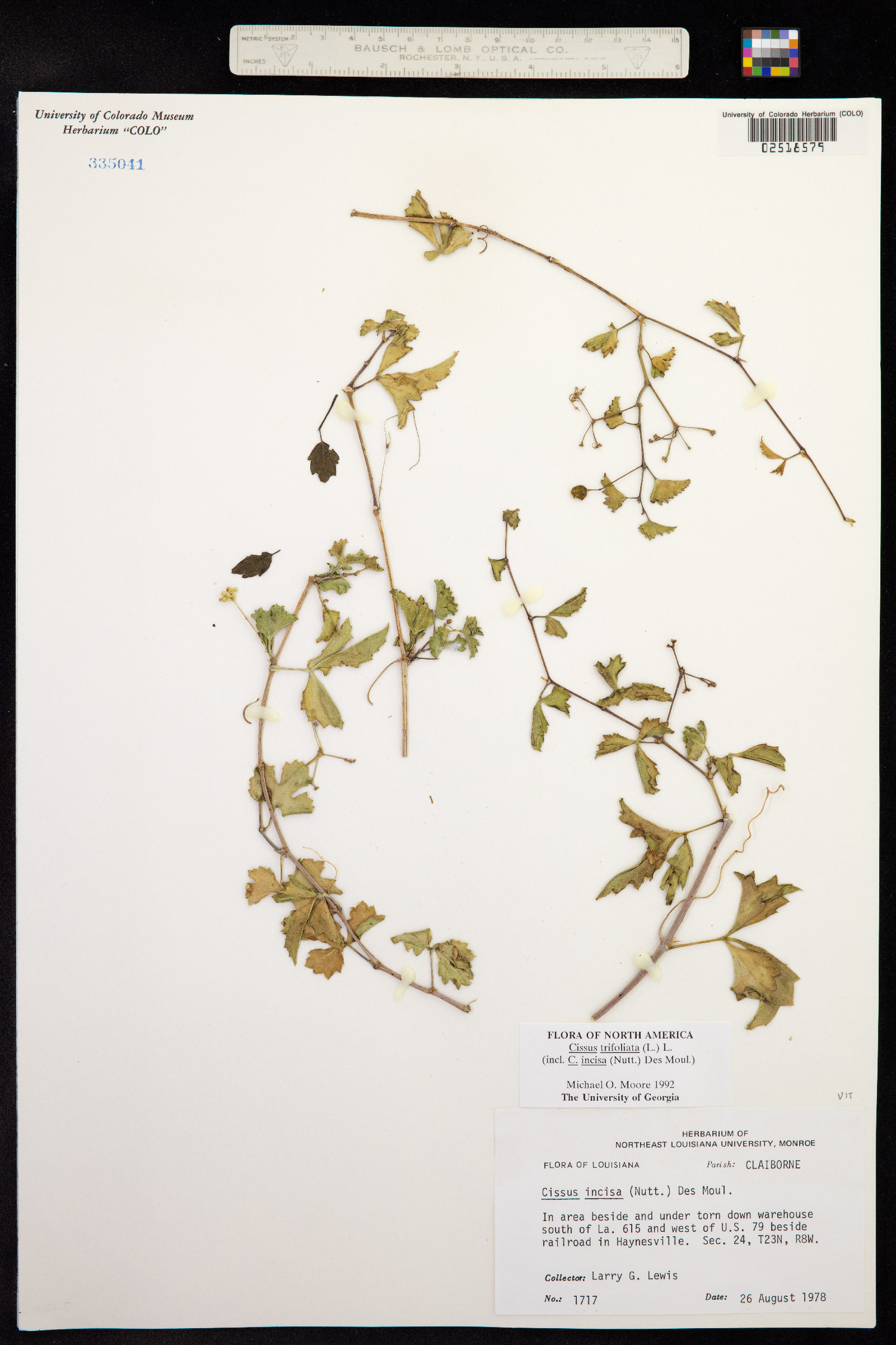 Cissus trifoliata image