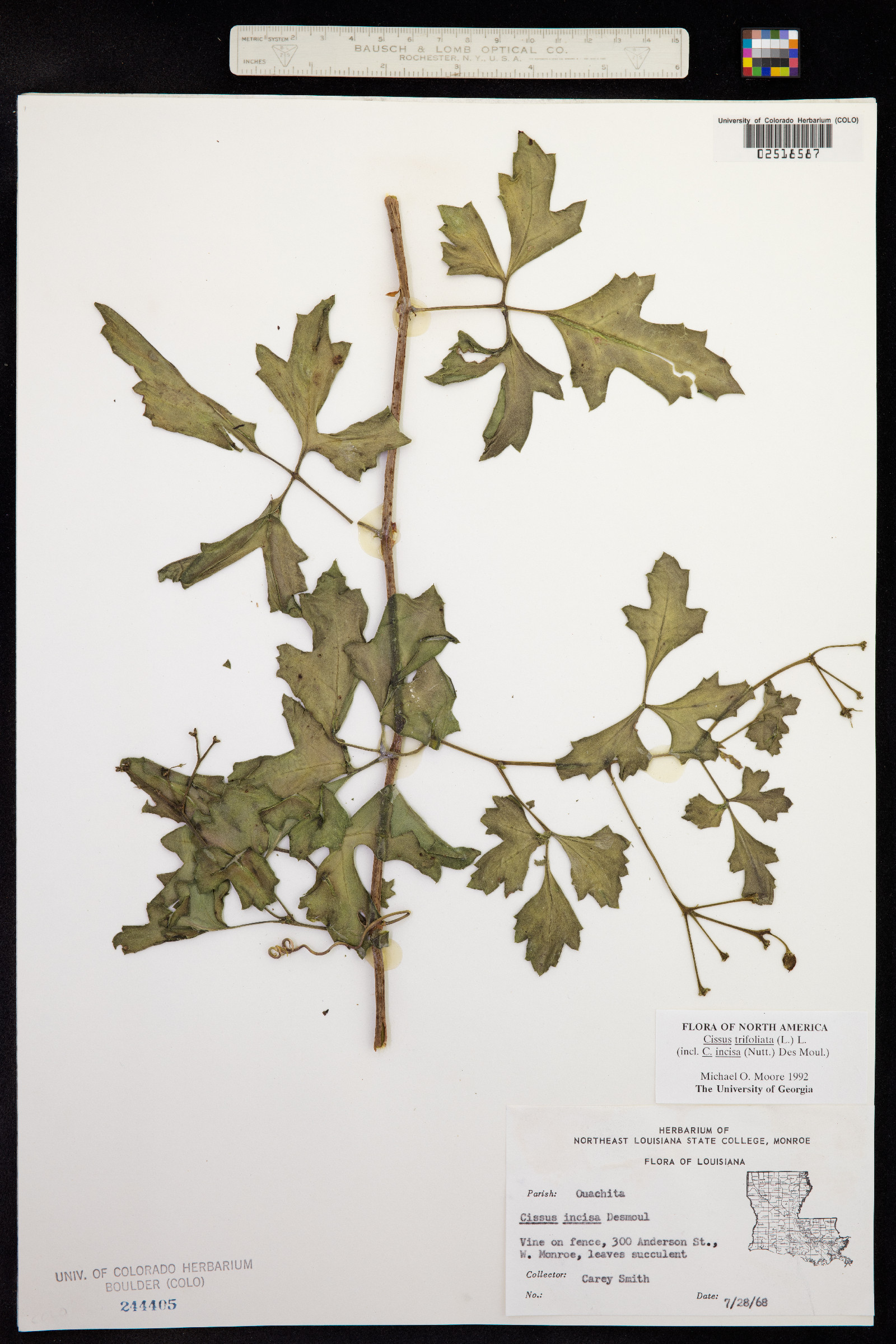 Cissus trifoliata image