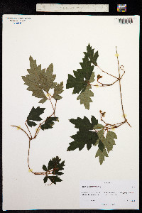 Image of Cissus rhombifolia