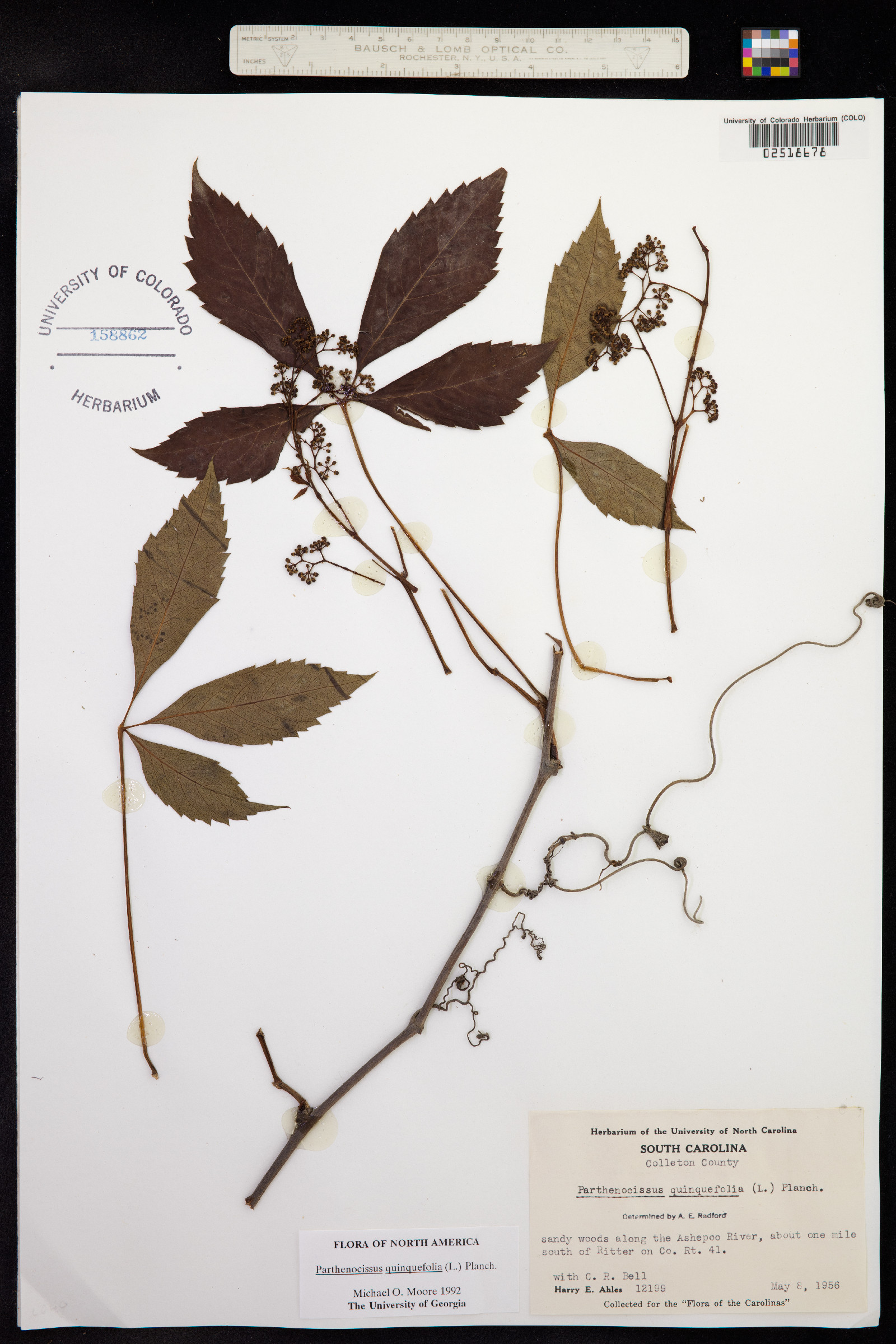 Parthenocissus quinquefolia image