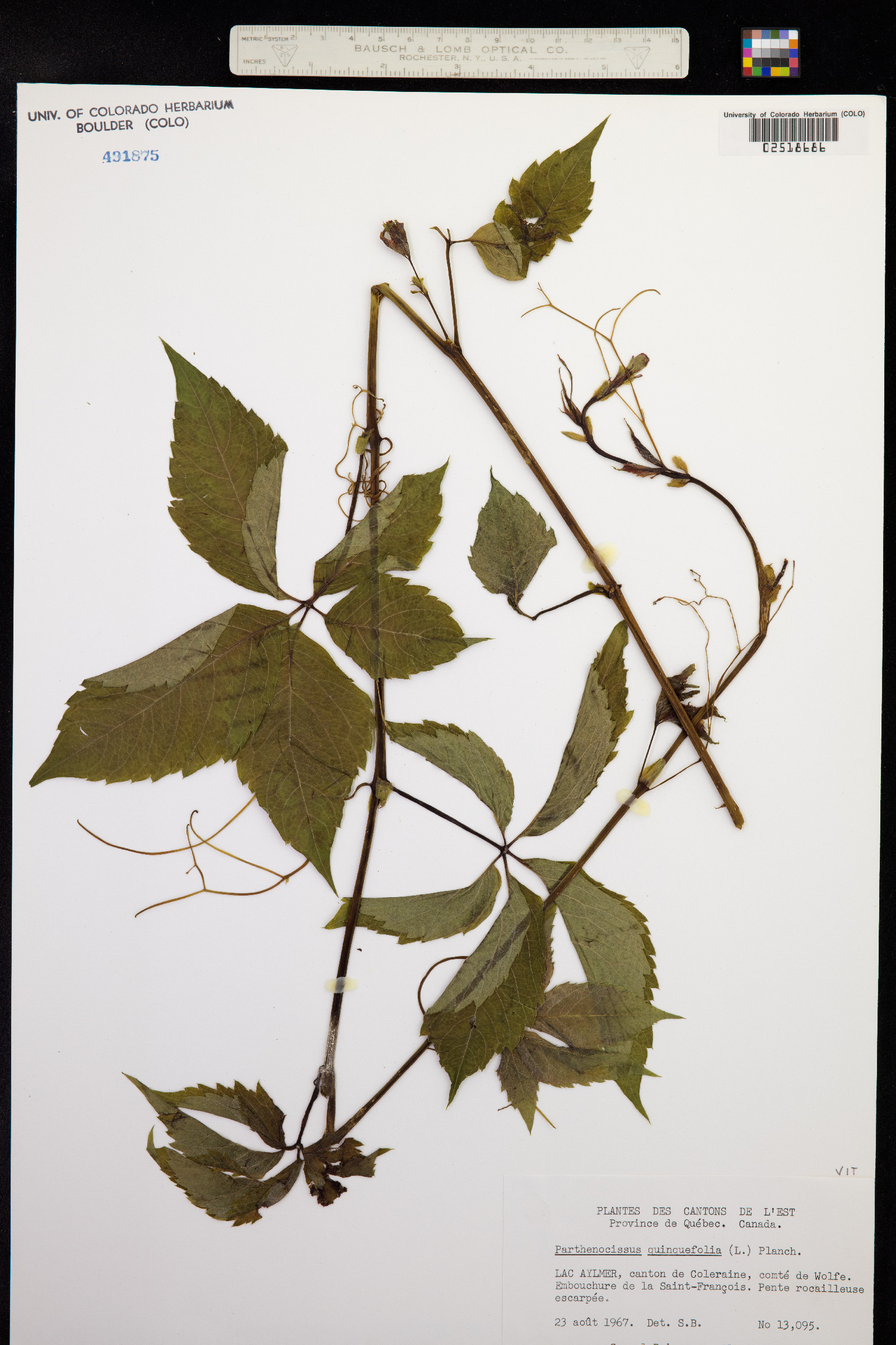 Parthenocissus quinquefolia image