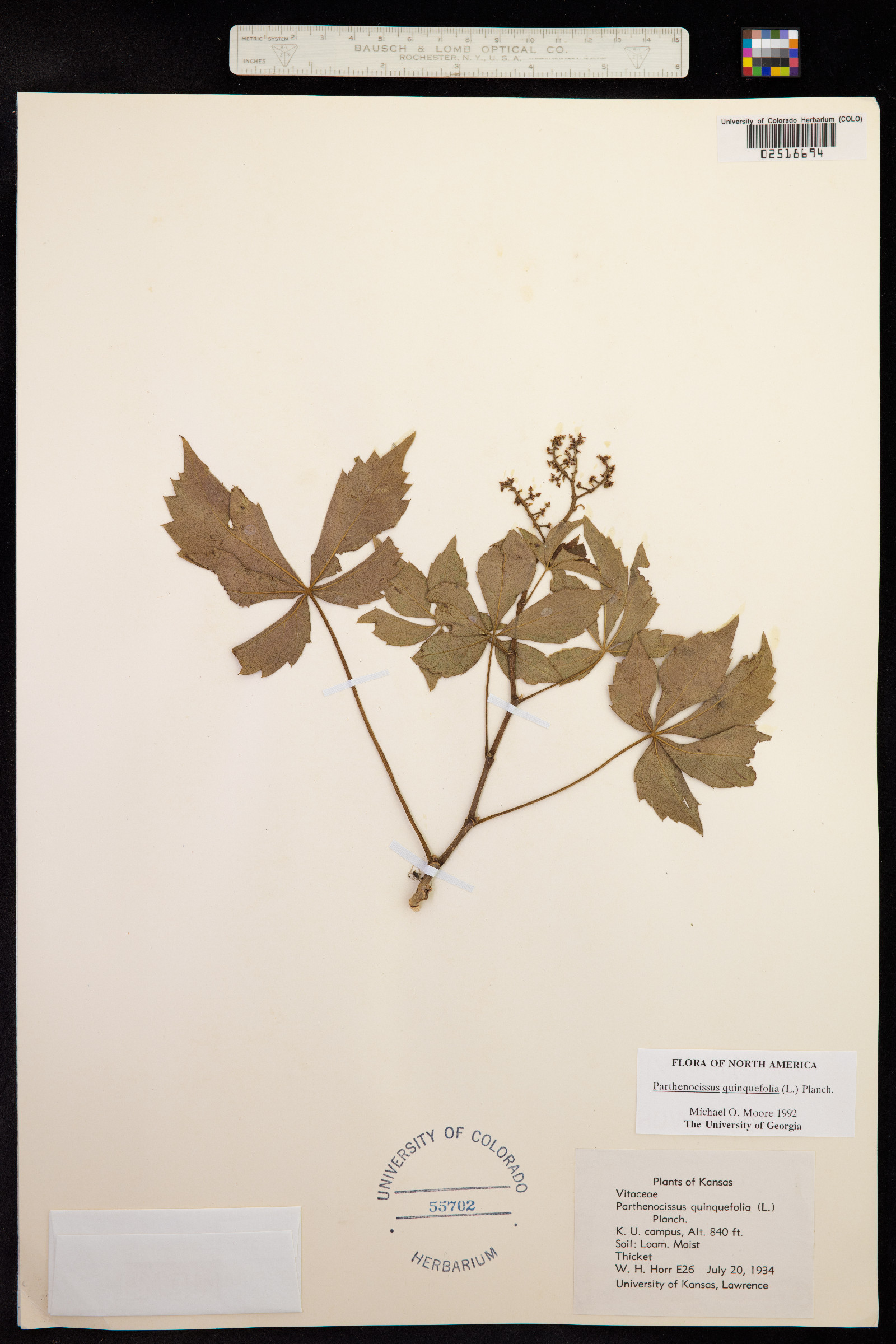 Parthenocissus quinquefolia image