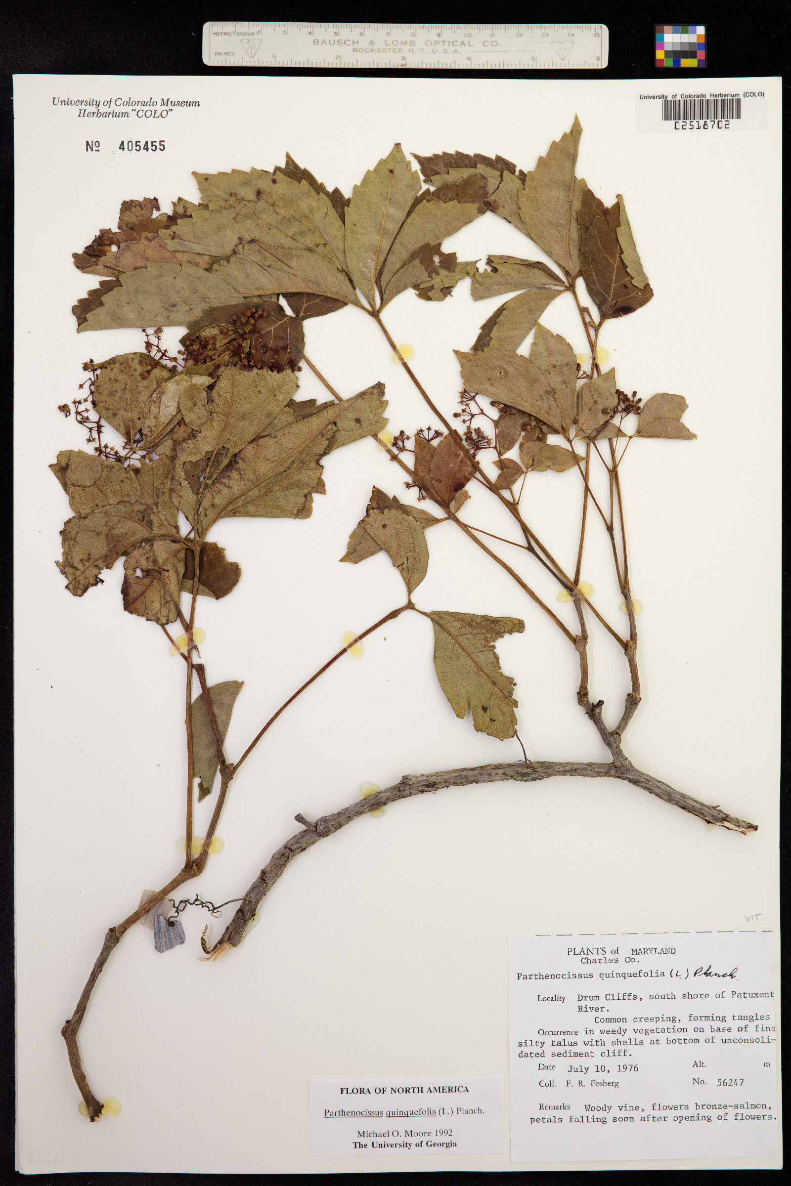 Parthenocissus quinquefolia image
