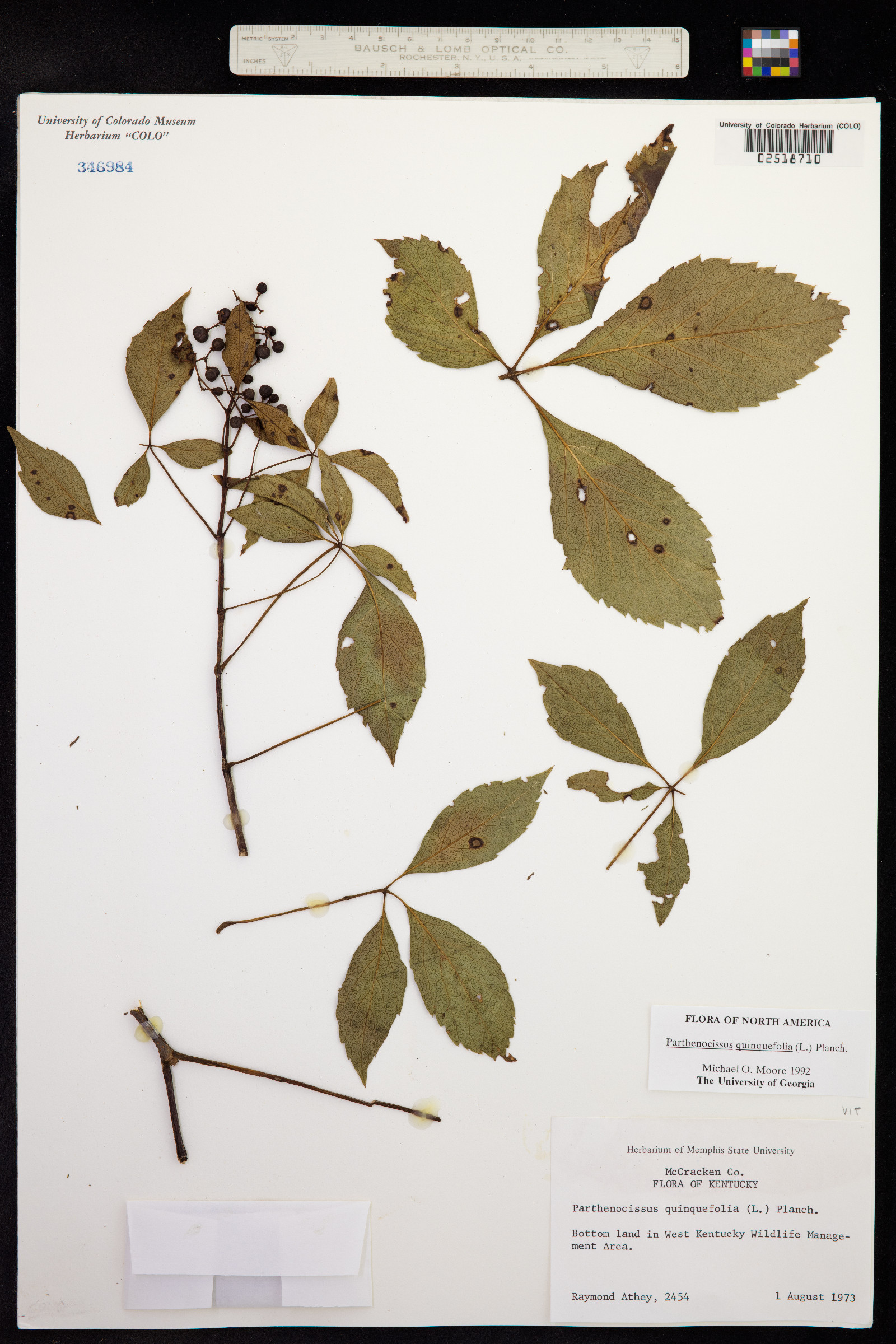 Parthenocissus quinquefolia image