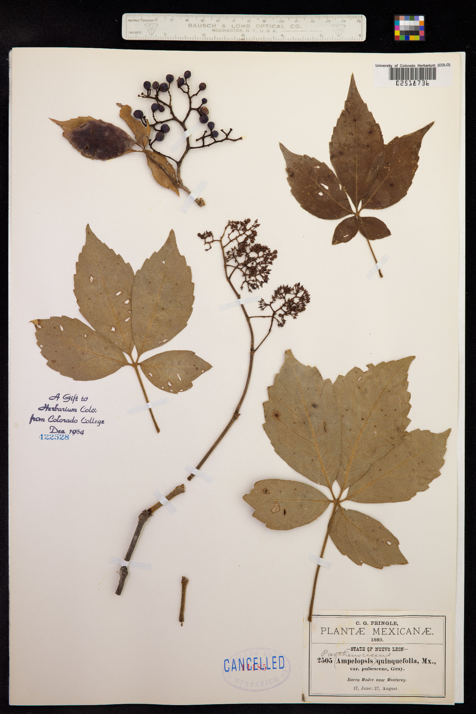 Parthenocissus quinquefolia image