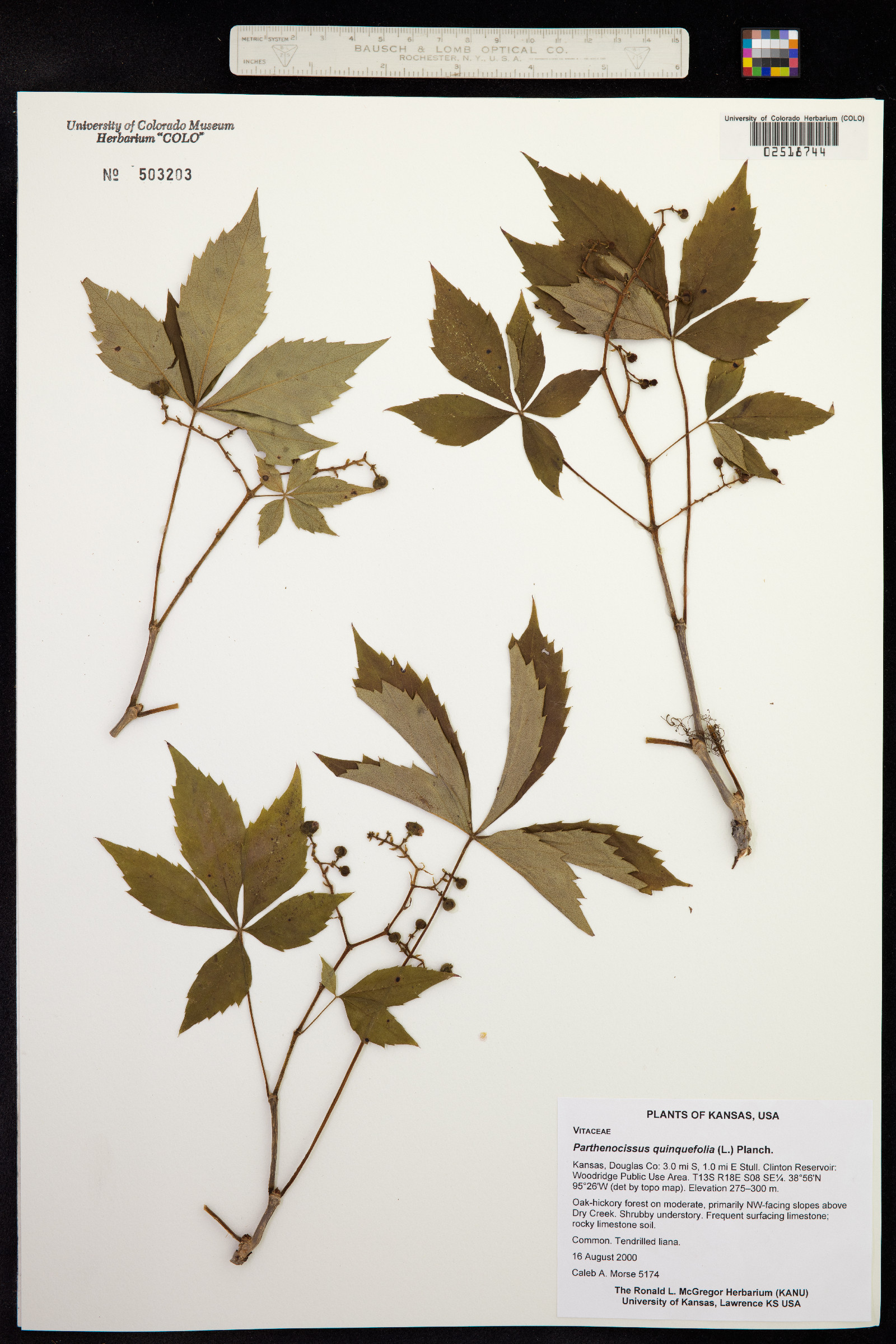 Parthenocissus quinquefolia image