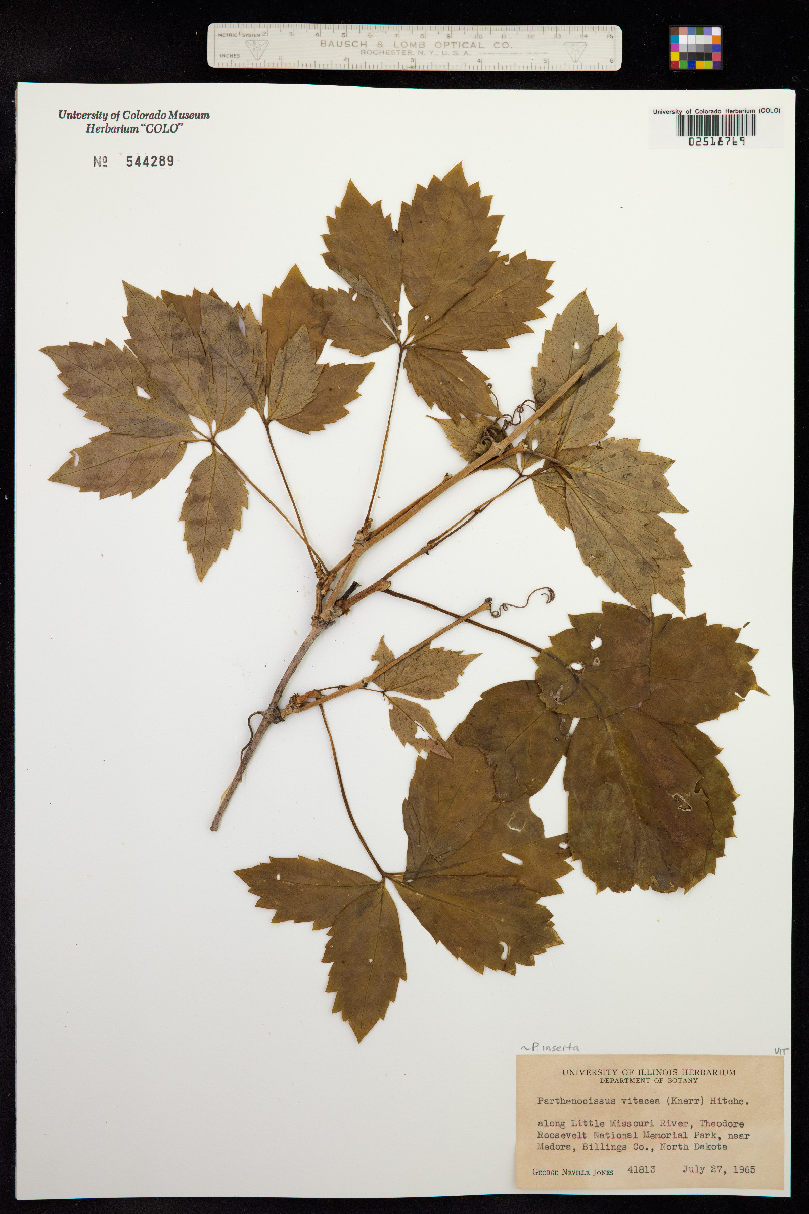 Parthenocissus vitacea image