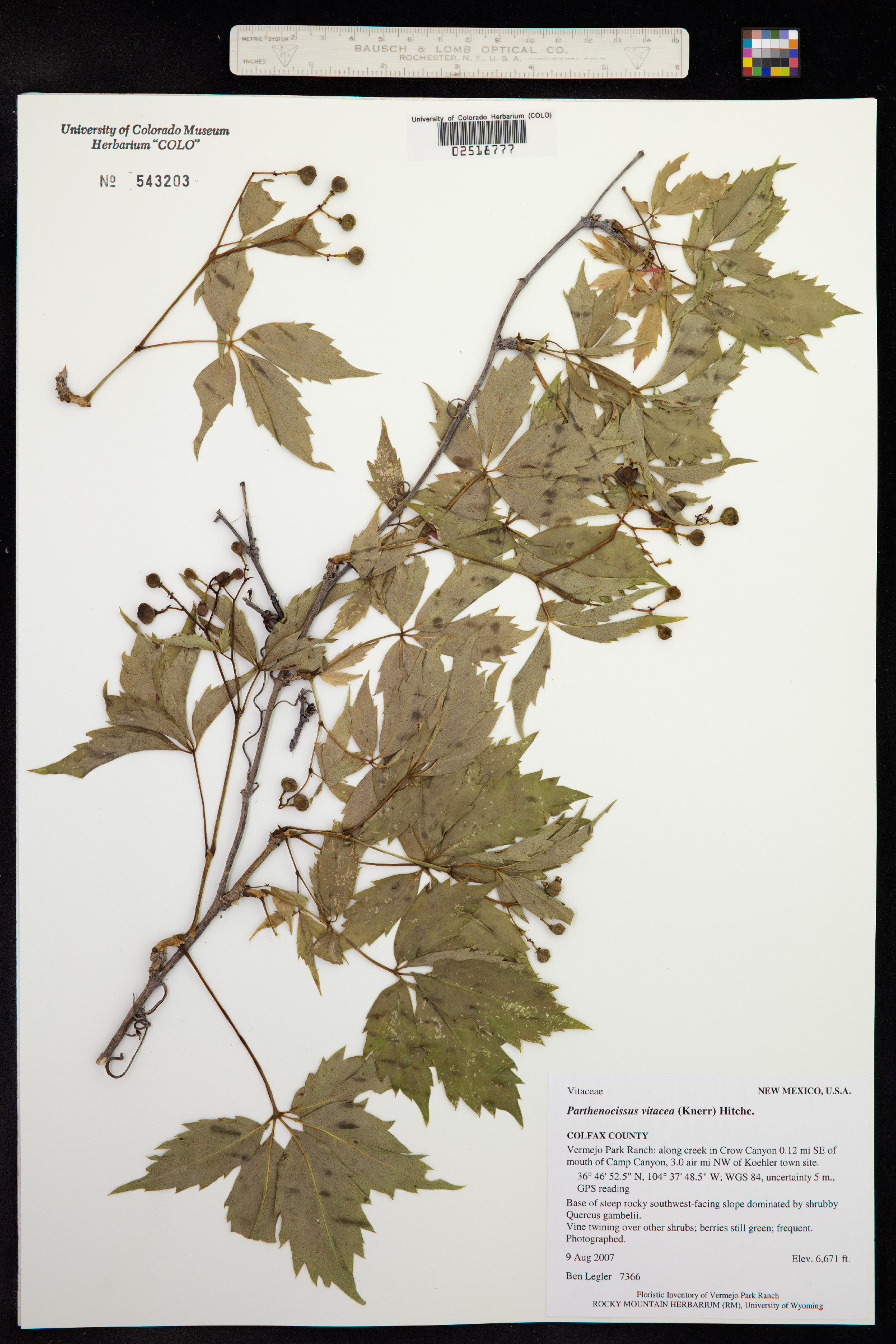 Parthenocissus vitacea image