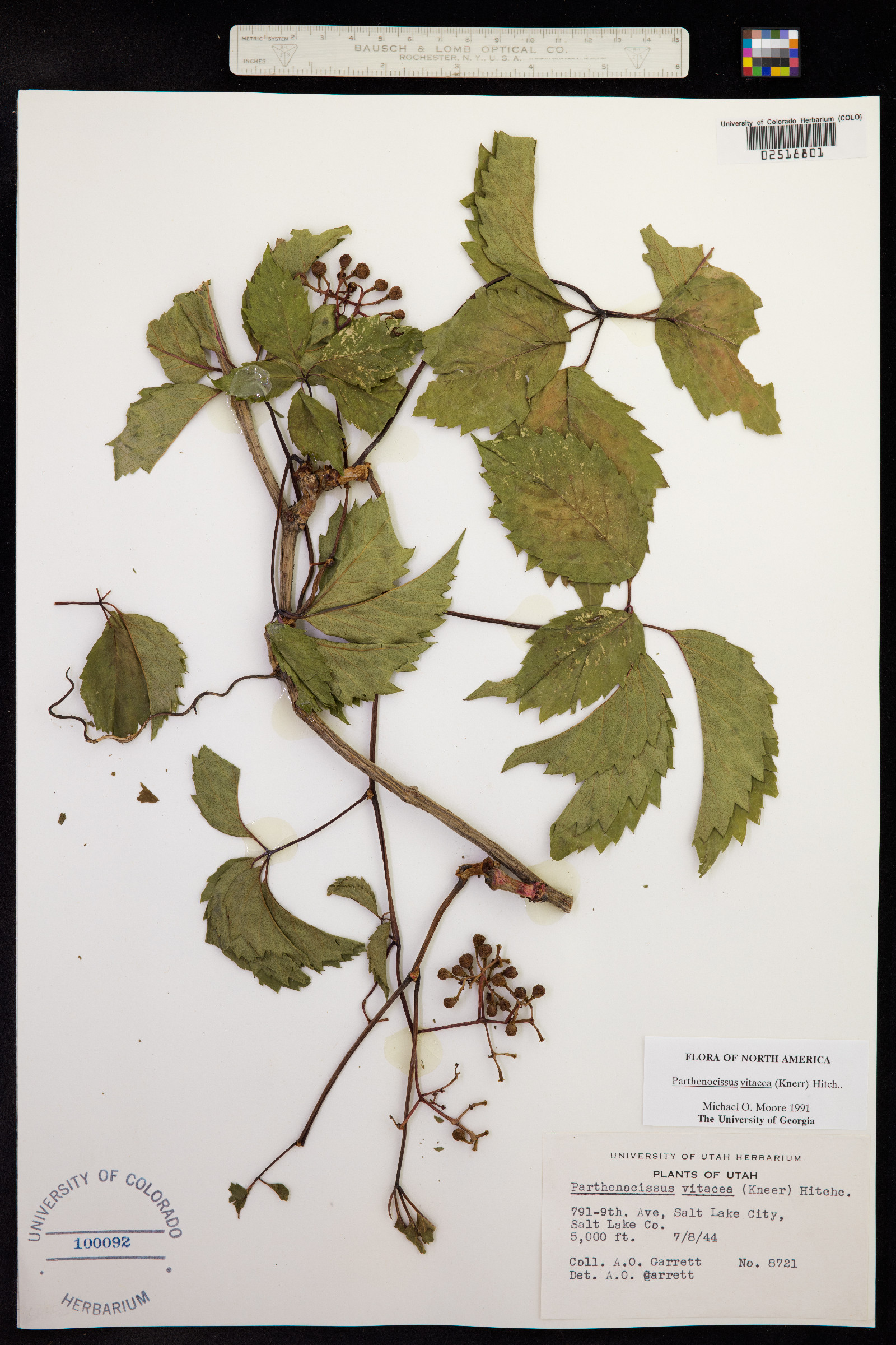 Parthenocissus vitacea image