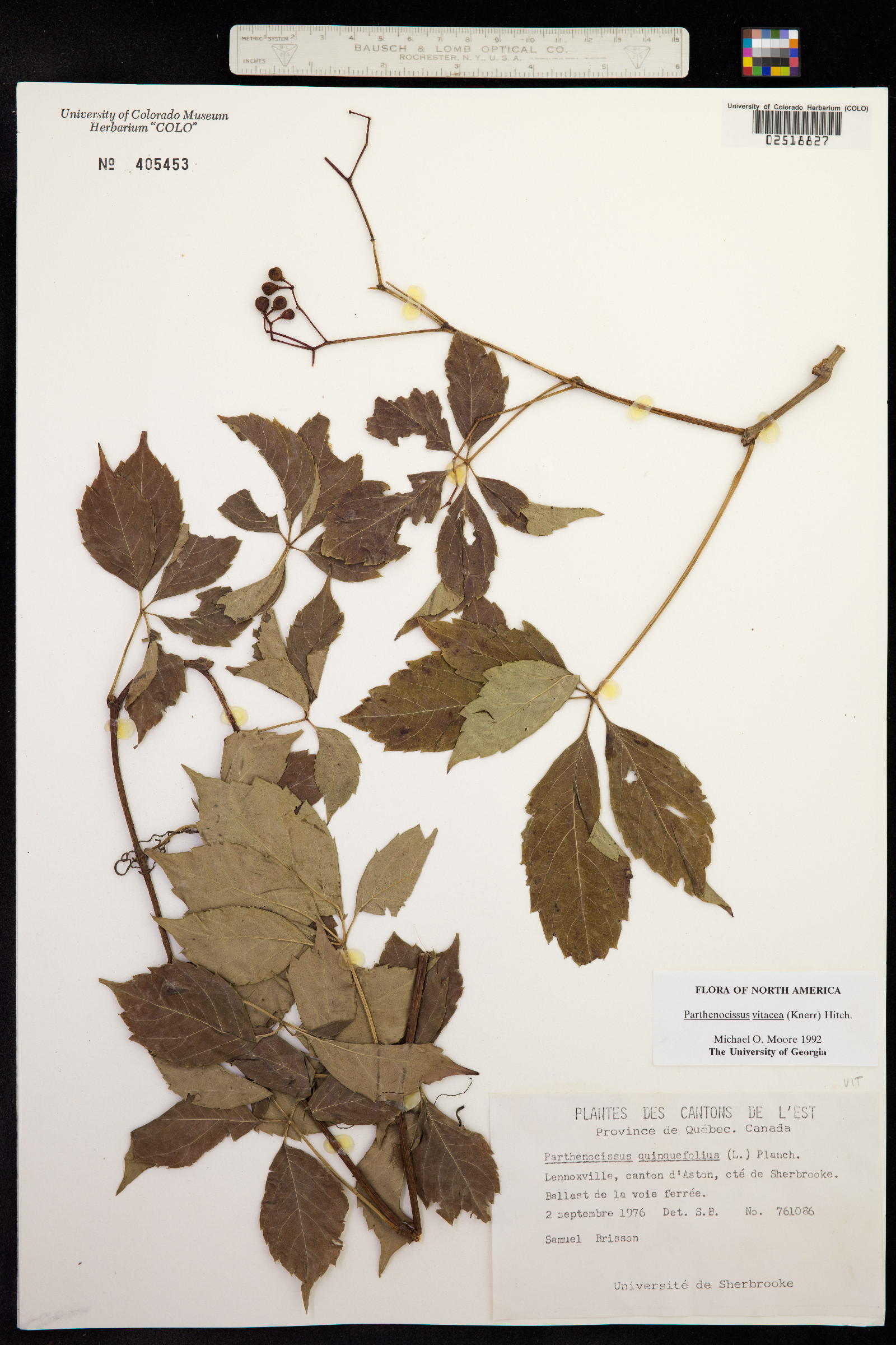 Parthenocissus vitacea image