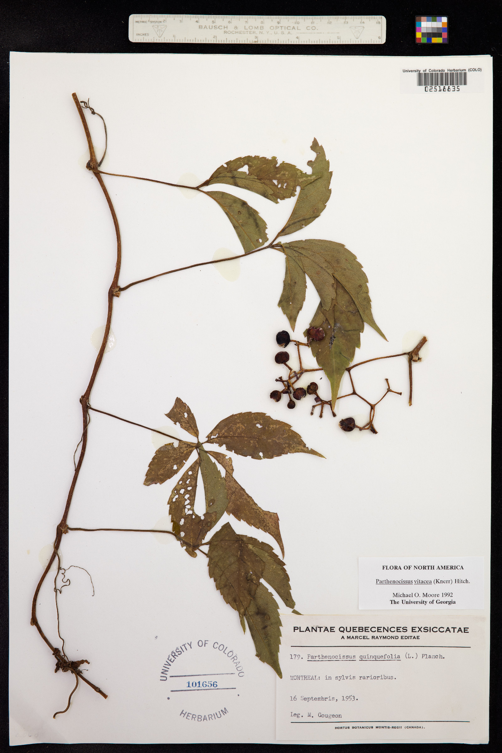 Parthenocissus vitacea image