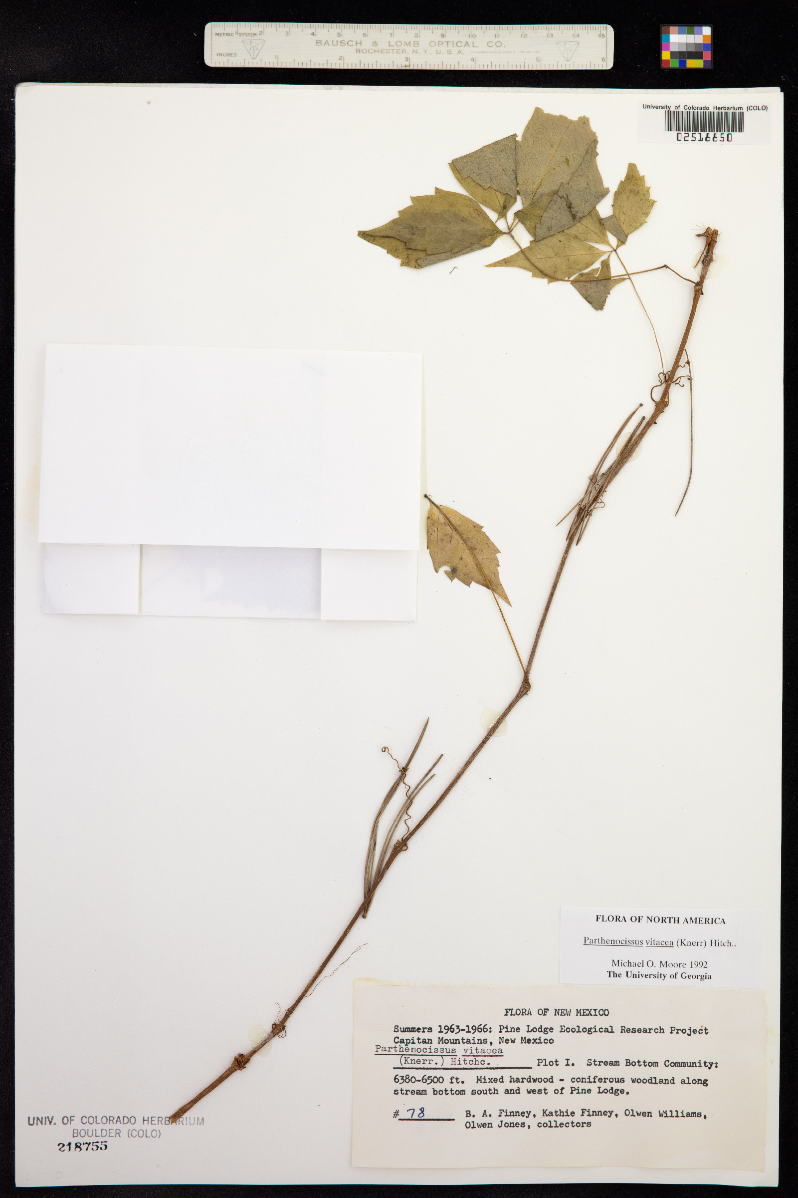 Parthenocissus vitacea image
