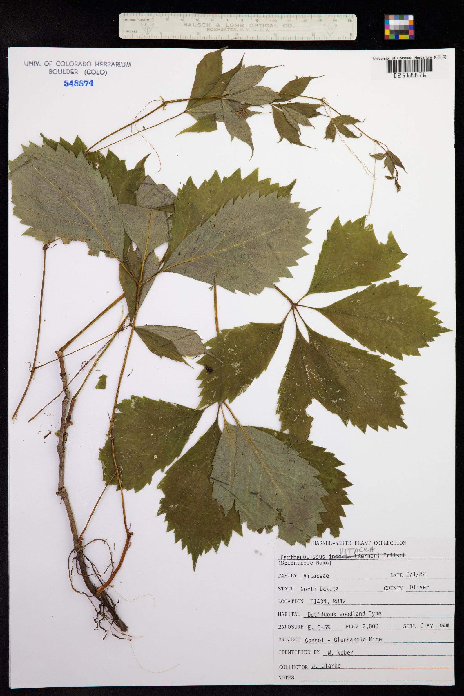 Parthenocissus vitacea image