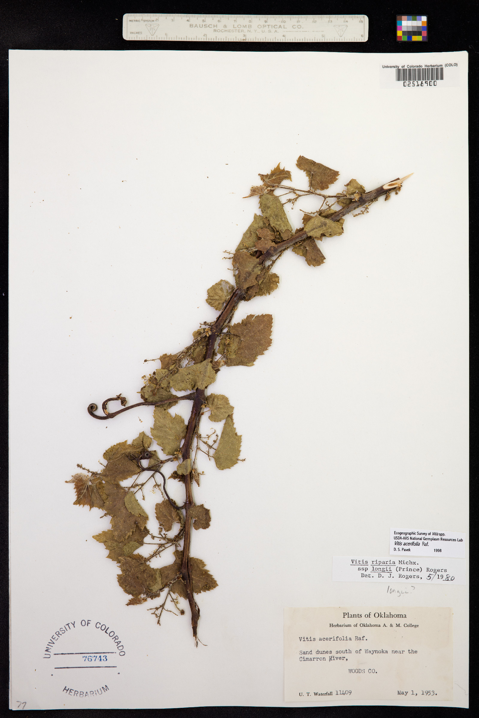 Vitis acerifolia image