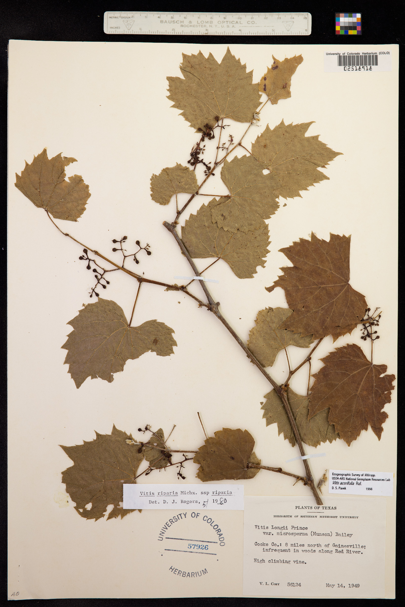 Vitis acerifolia image