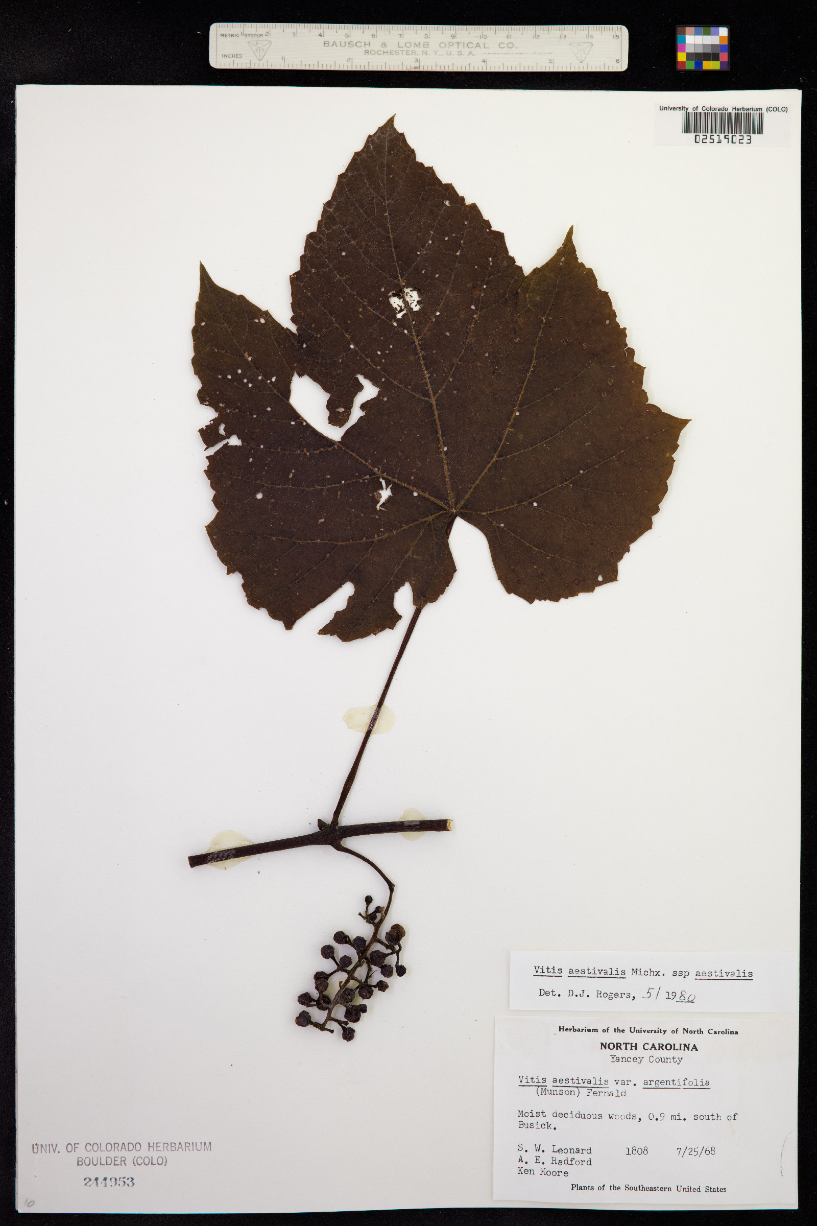 Vitis aestivalis image