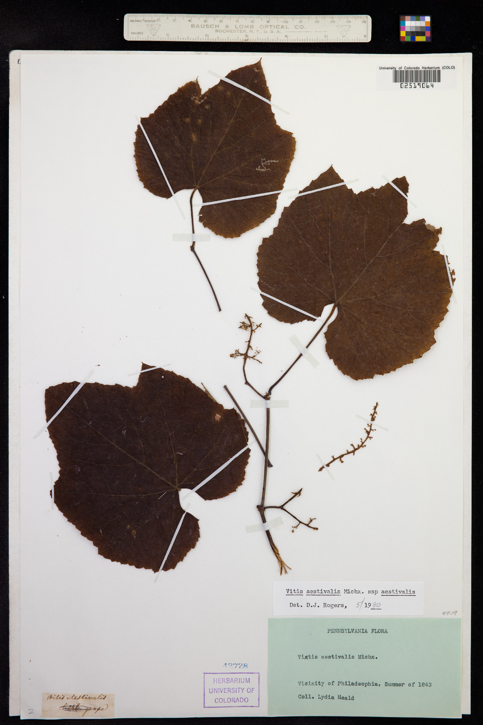 Vitis aestivalis image