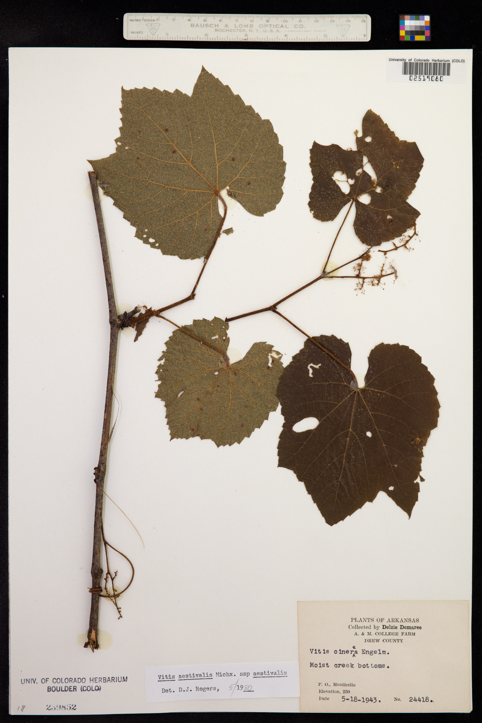 Vitis aestivalis image