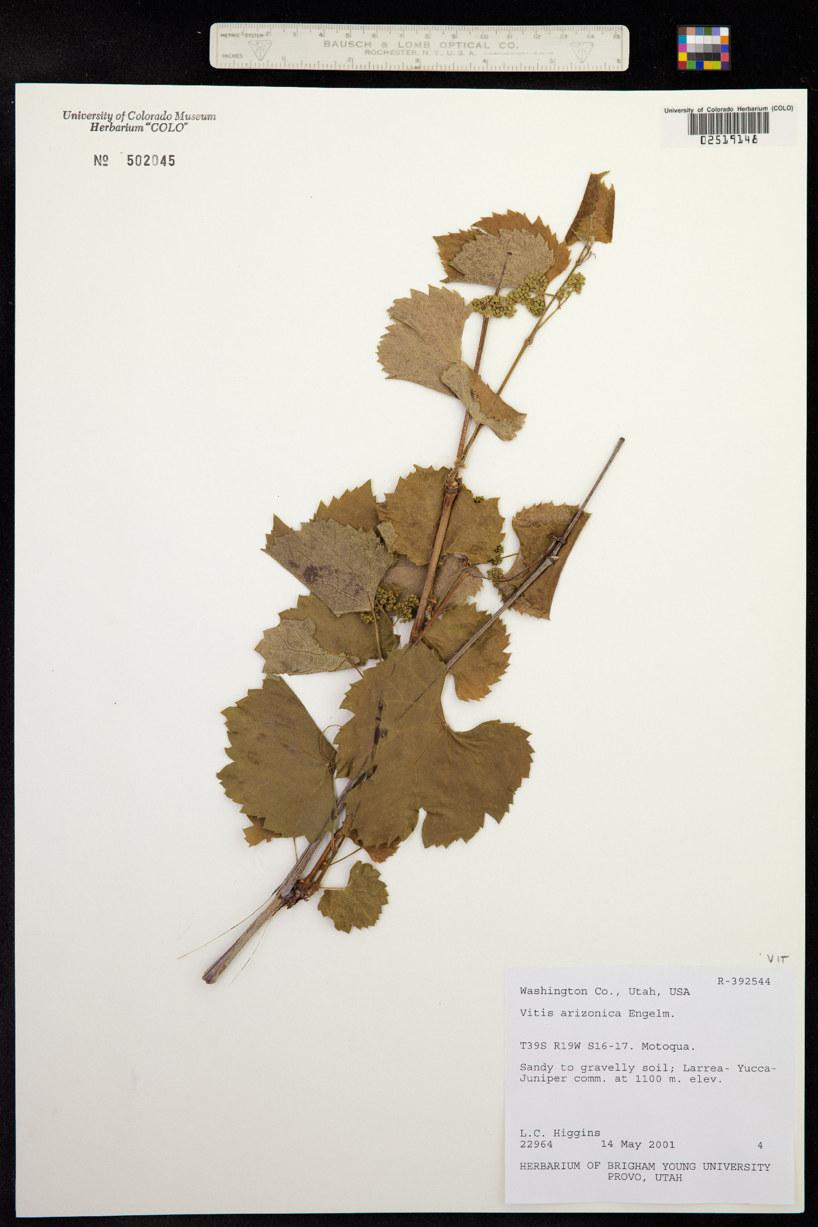 Vitis arizonica image