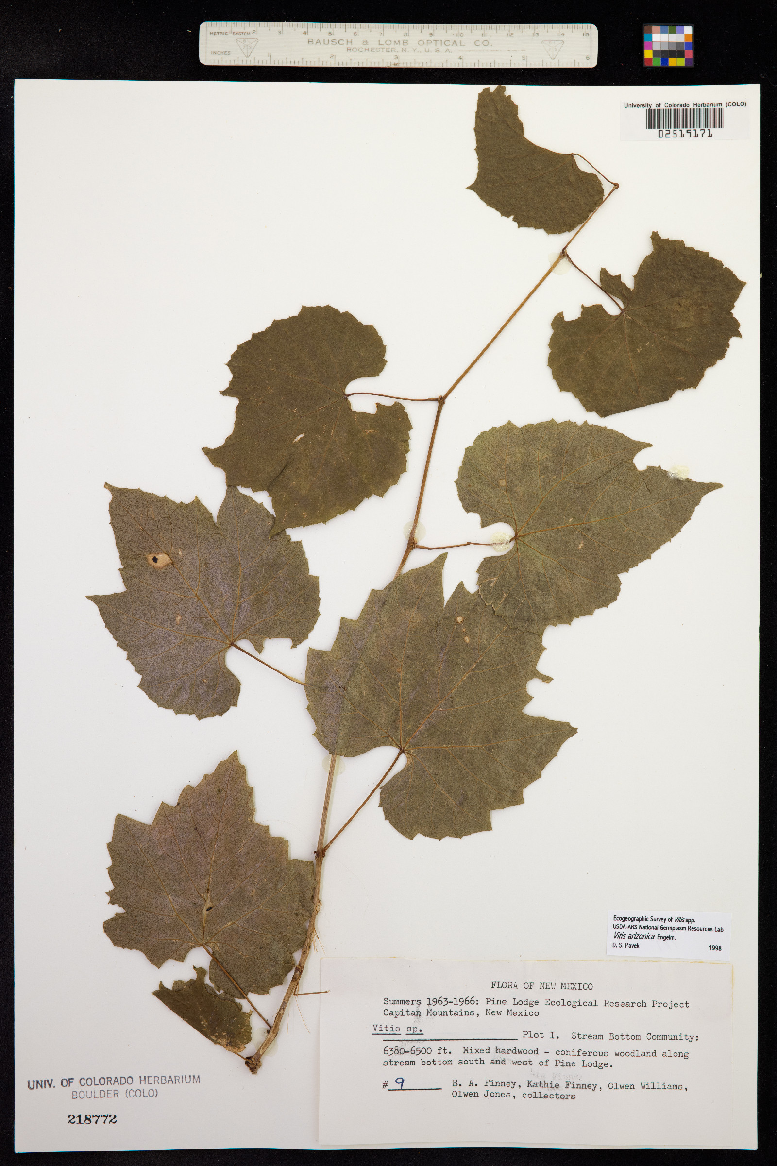 Vitis arizonica image