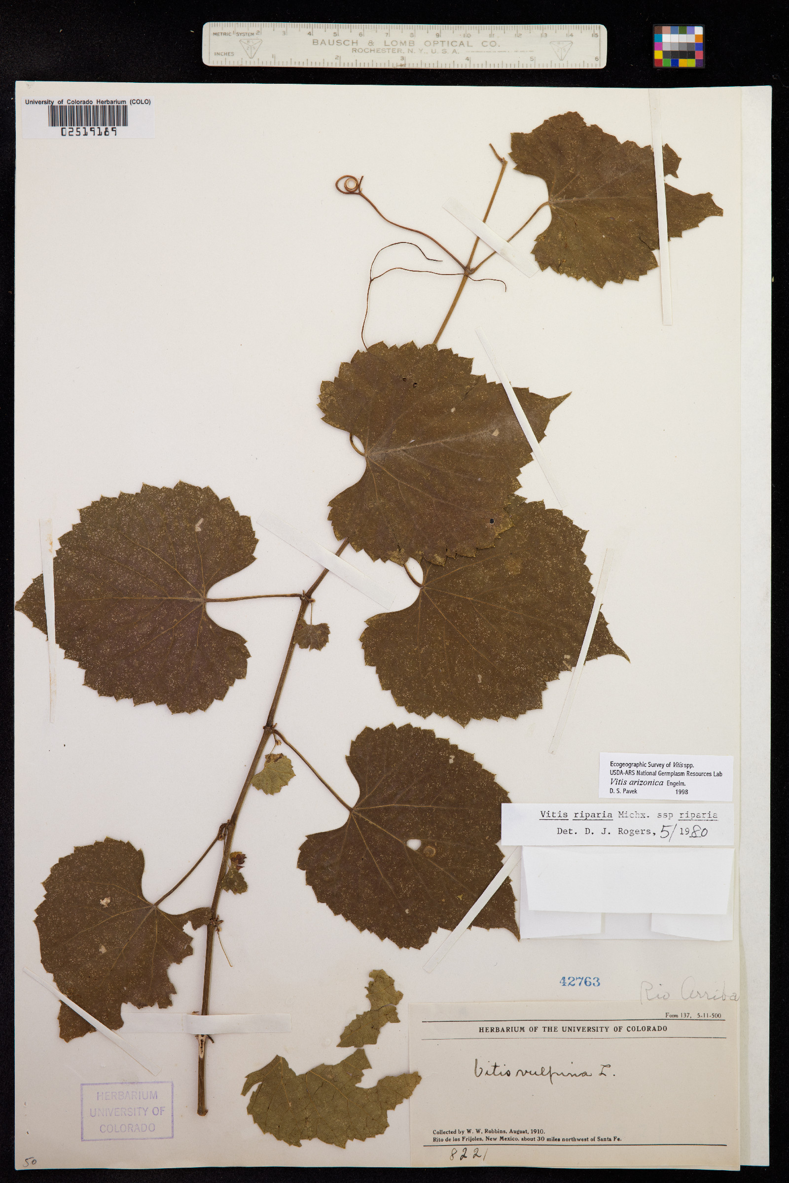 Vitis arizonica image