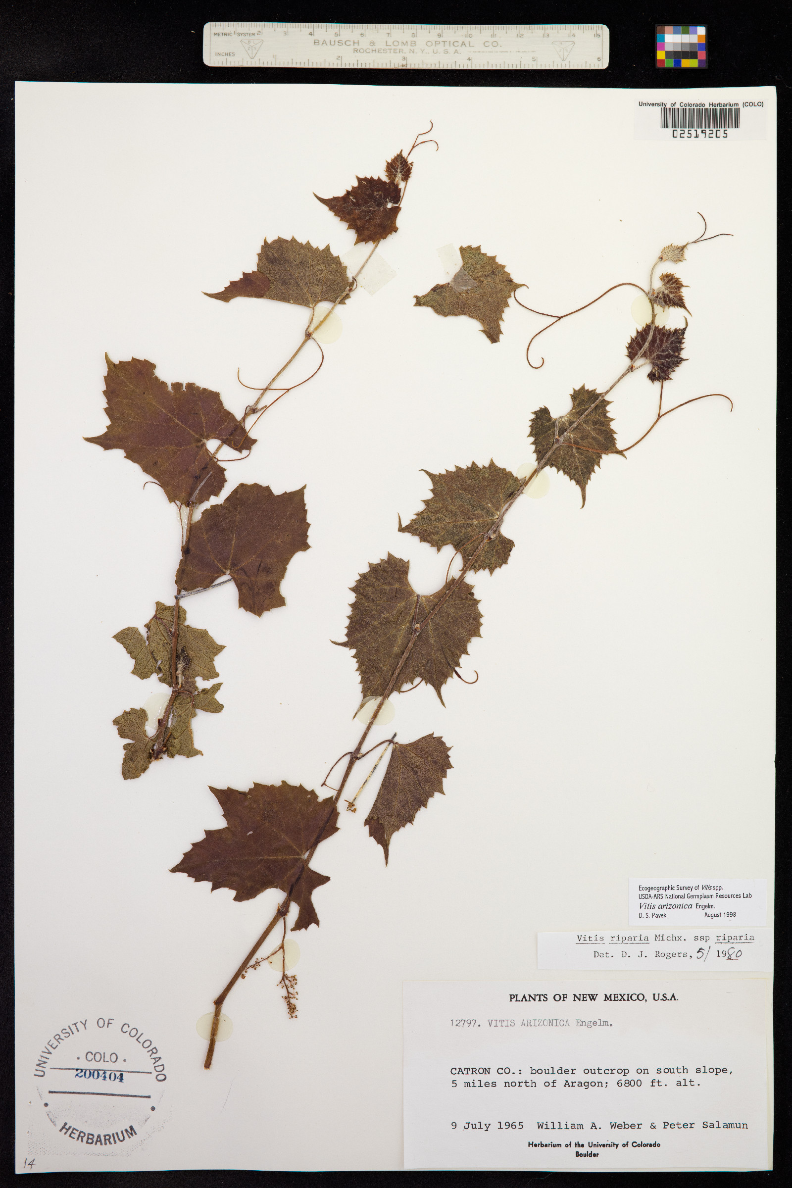 Vitis arizonica image