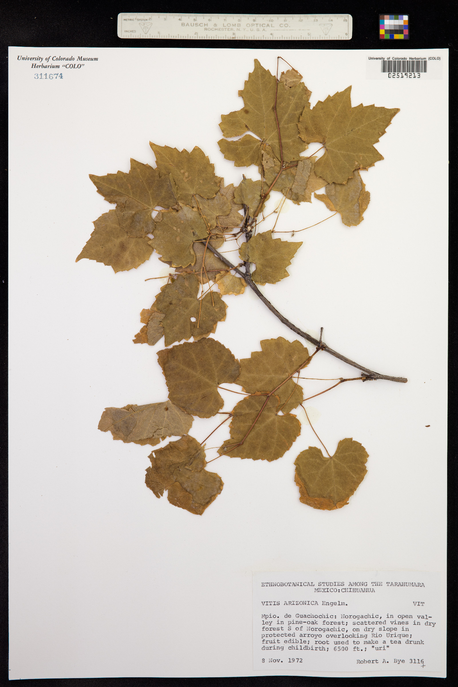 Vitis arizonica image